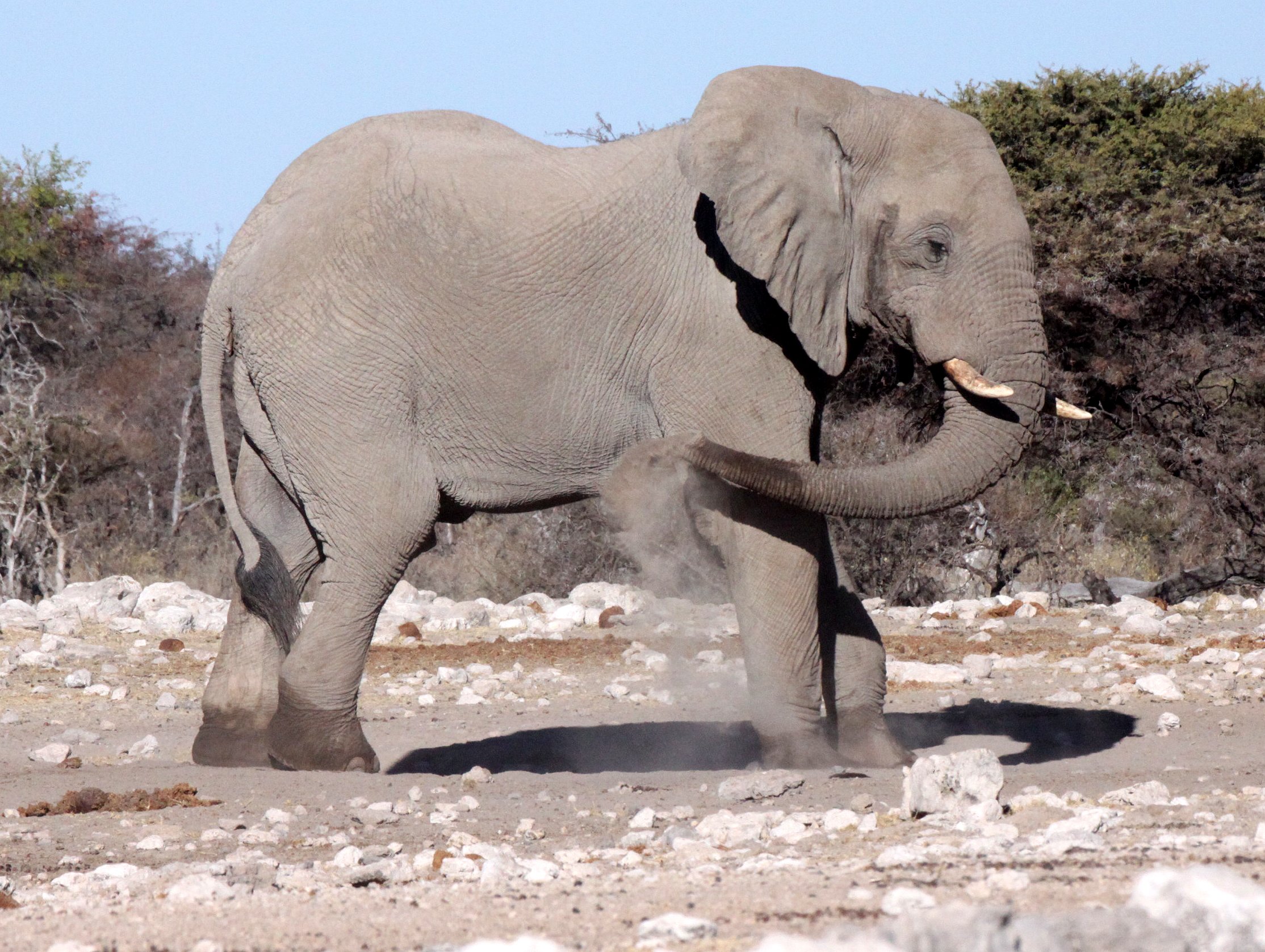 ELEPHANT - AFRICAN ELEPHANT - WHITE DESERT FORM - ETOSHA NATIONAL PARK NAMIBIA (42).JPG