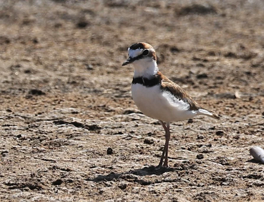 Collared Plover (Anarhynchus collaris) Chaco Lodge & Laguna Salada Paraguay (7).jpg