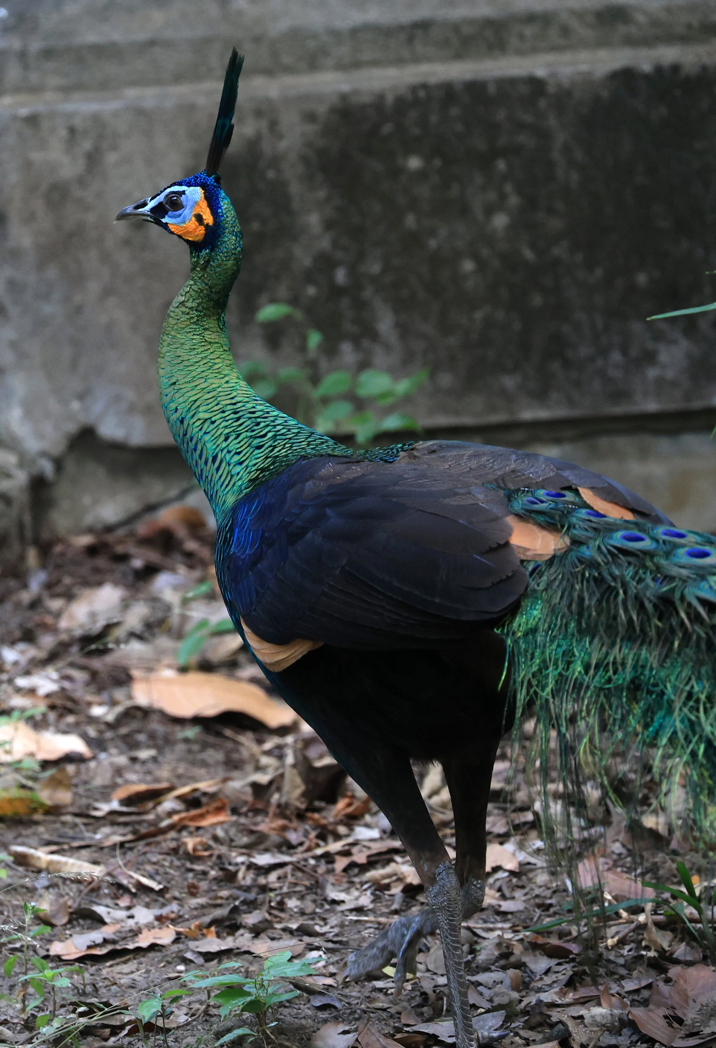 Green Peafowl (Pavo muticus) Doi Butsarakham Phayao Province (3).jpg