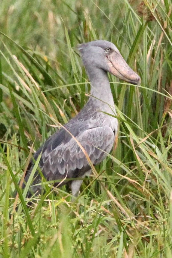 BIRD - STORK - SHOEBILL STORK - MURCHISON FALLS NATIONAL PARK UGANDA (4).JPG