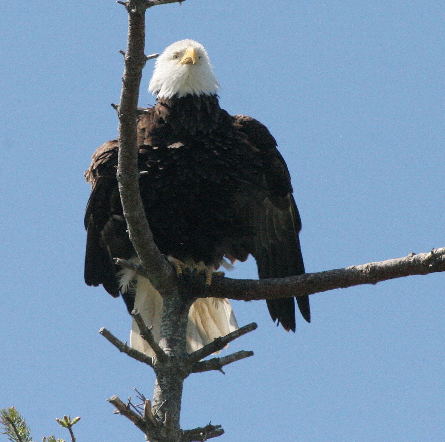 BIRD - EAGLE - BALD EAGLE - CLINE SPIT OVERLOOK SEQUIM WA (49).JPG