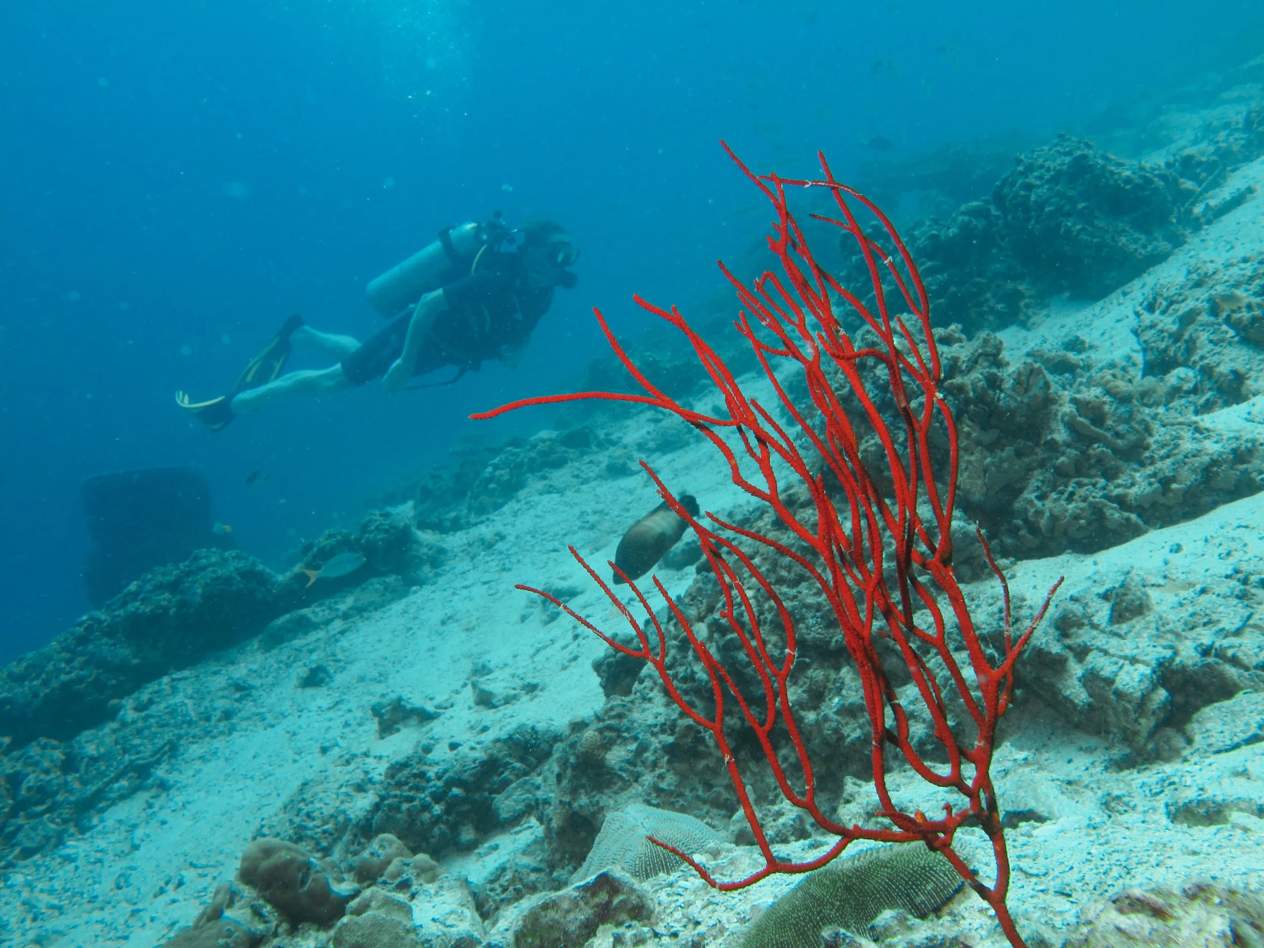 2013 Koh Lanta Dive Trip Koh Ha (36).jpg