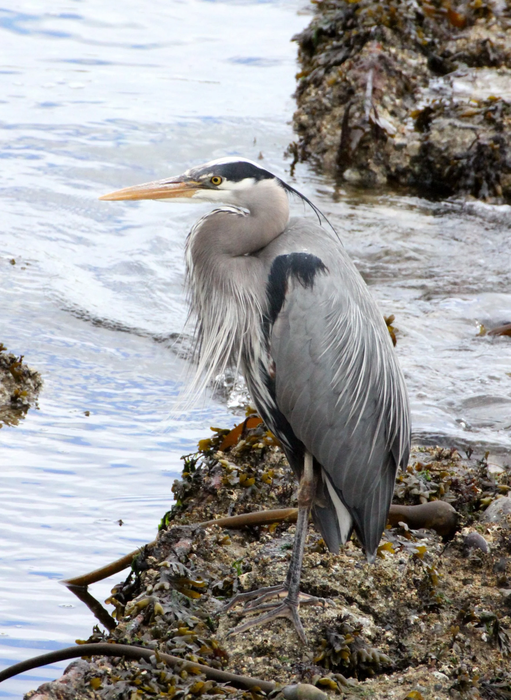 HERON - GREAT BLUE HERON- Ardea herodias - SOMEMOS MARSH VANCOUVER ISLAND BC (4).JPG