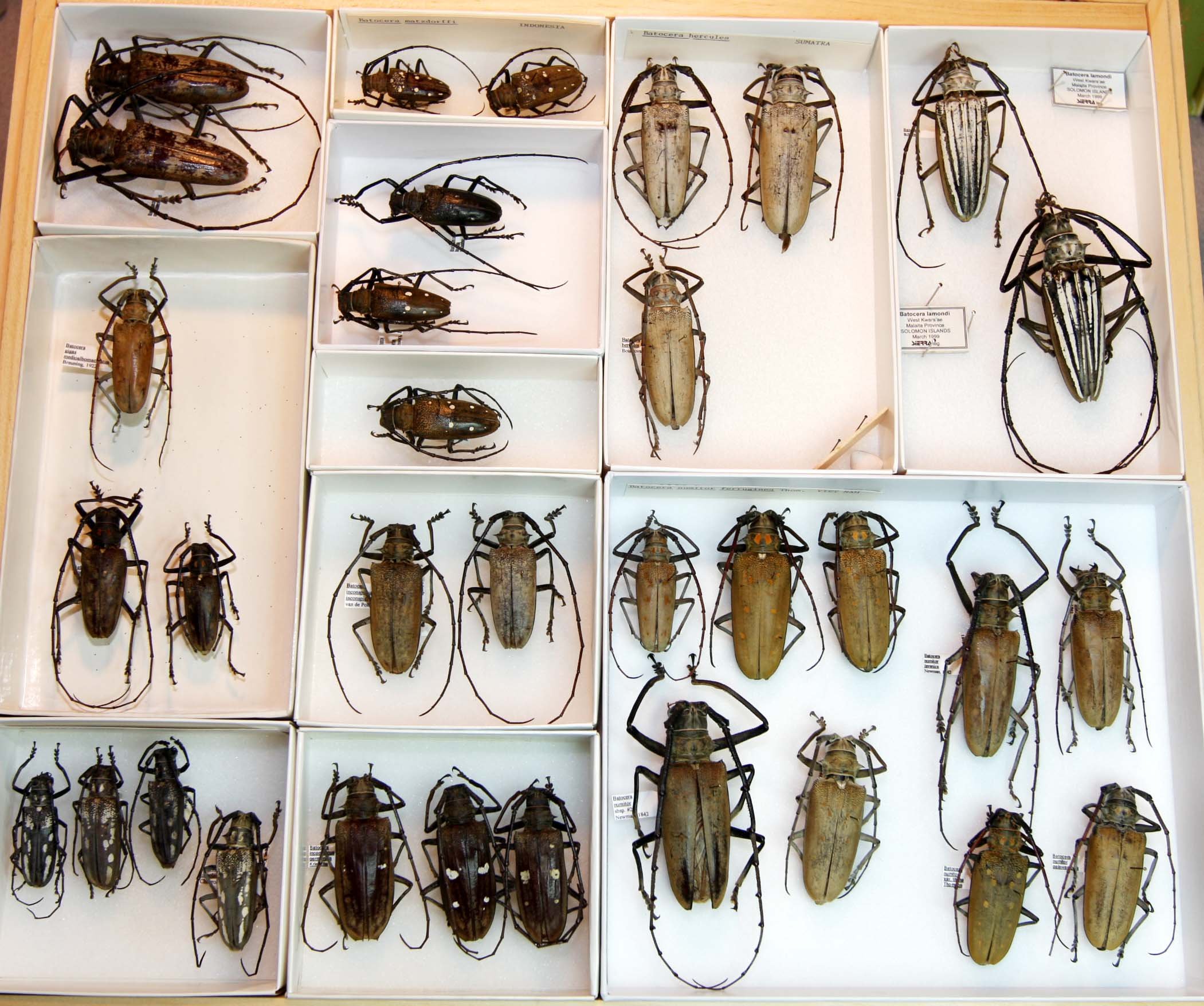 8 Lamiinae - Batocerini.JPG