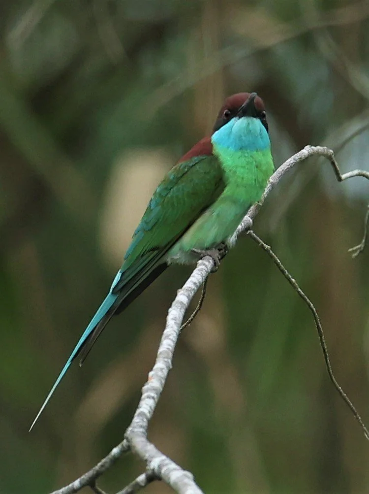 BEE-EATER - BLUE-THROATED BEE-EATER - Merops viridis - PAK PHAYUN DISTRICT, PATTHALUNG APRIL 2022 (22).jpg