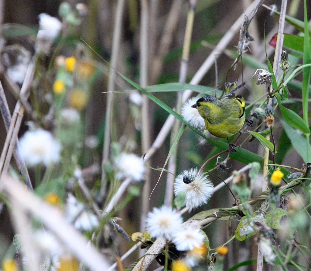 Eurasian Siskin (Spinus spinus) Nankou Rudong, China (8).JPG