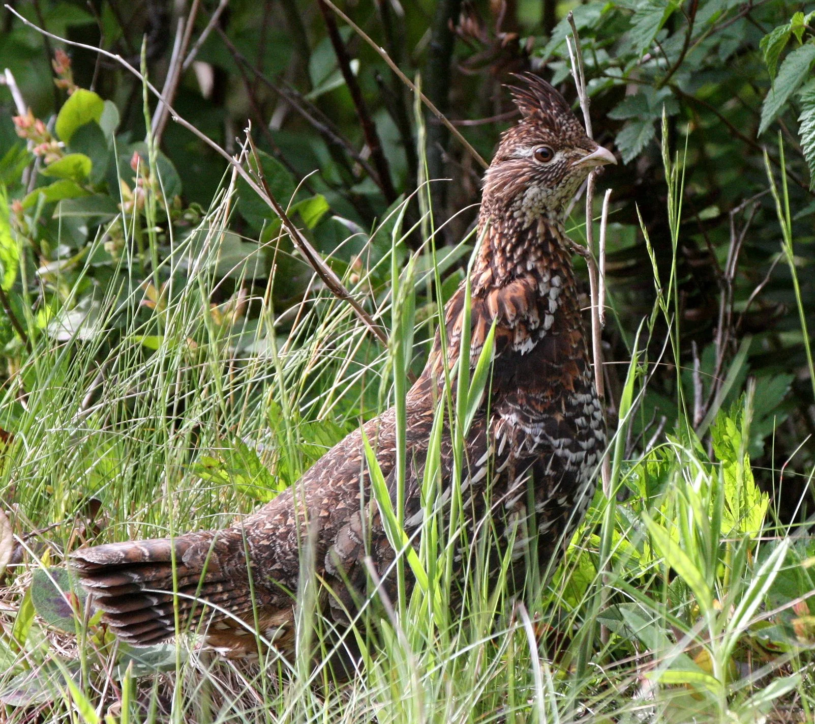 GROUSE - RUFFED GROUSE - Bonasa umbellus - DUNCAN MEMORIAL CEDAR TREE ROAD - WEST END OF ONP WA (20).JPG