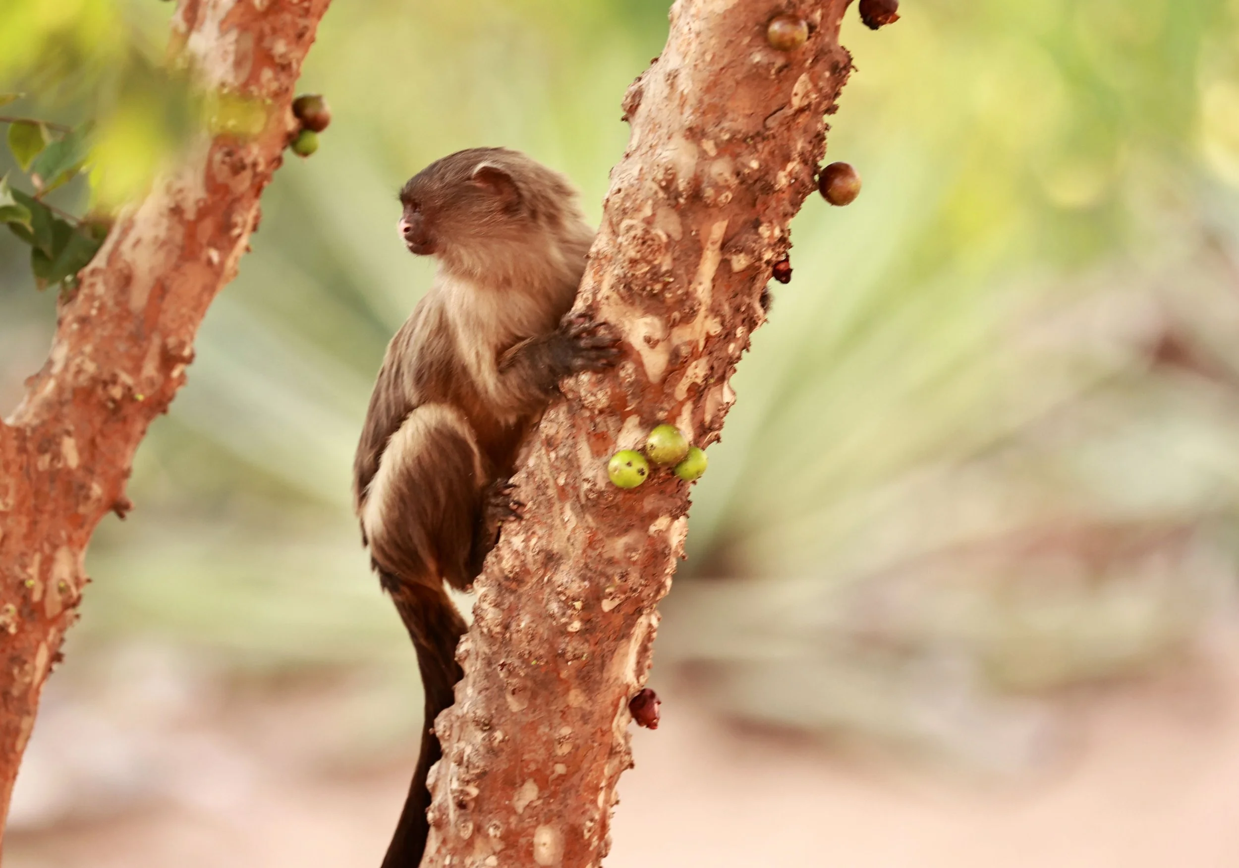 Callitrichidae - Mico melanurus - Black-tailed Marmoset - Cuiaba Town, Mato Grosso, Brazil a.JPG