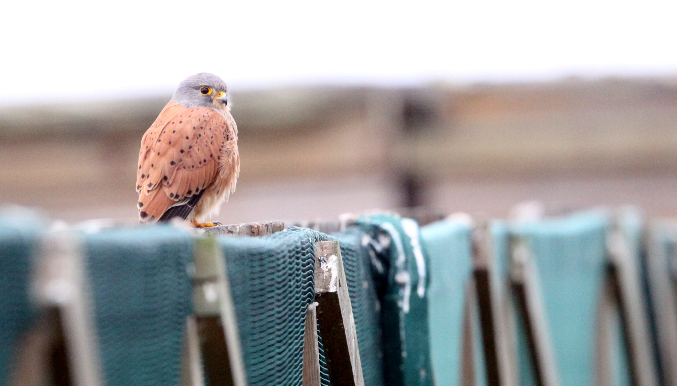 BIRD - KESTREL - ROCK KESTREL - FALCO RUPICOLIS - WEST COAST NATIONAL PARK SOUTH AFRICA.JPG