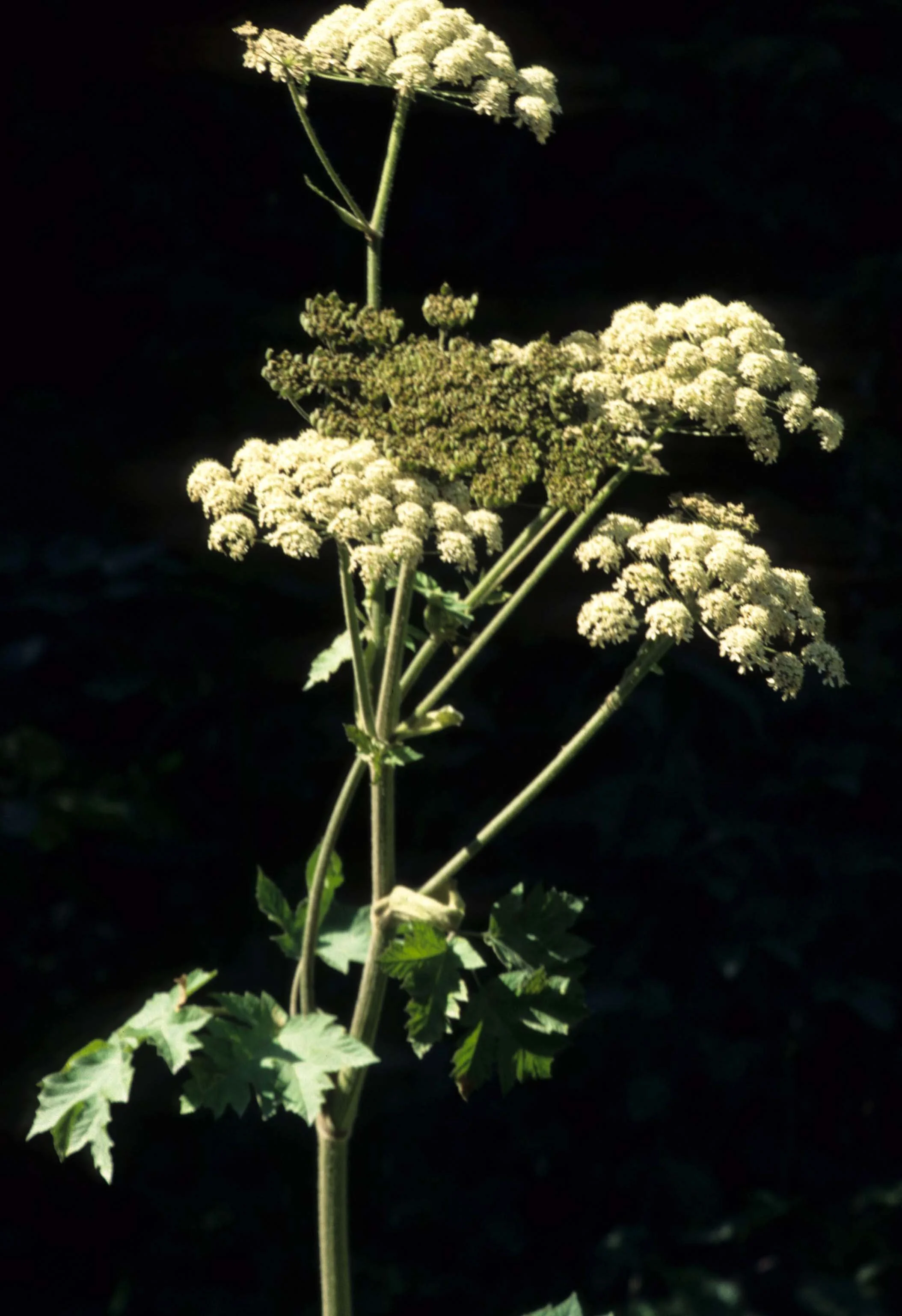 CALIFORNIA - REDWOODS NP - UMBELLIFEREAE SPECIES.jpg