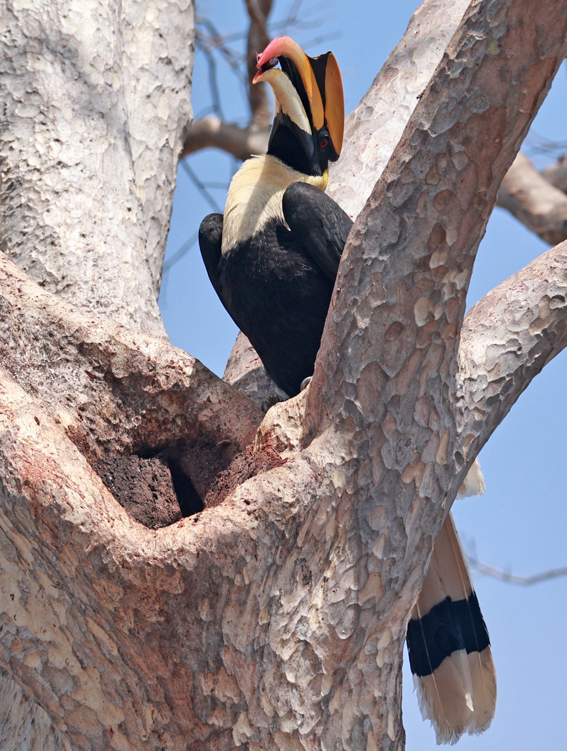 Great hornbill (Buceros bicornis) Pak Chong Mu Si Municipality Feb 2026 (72).jpg