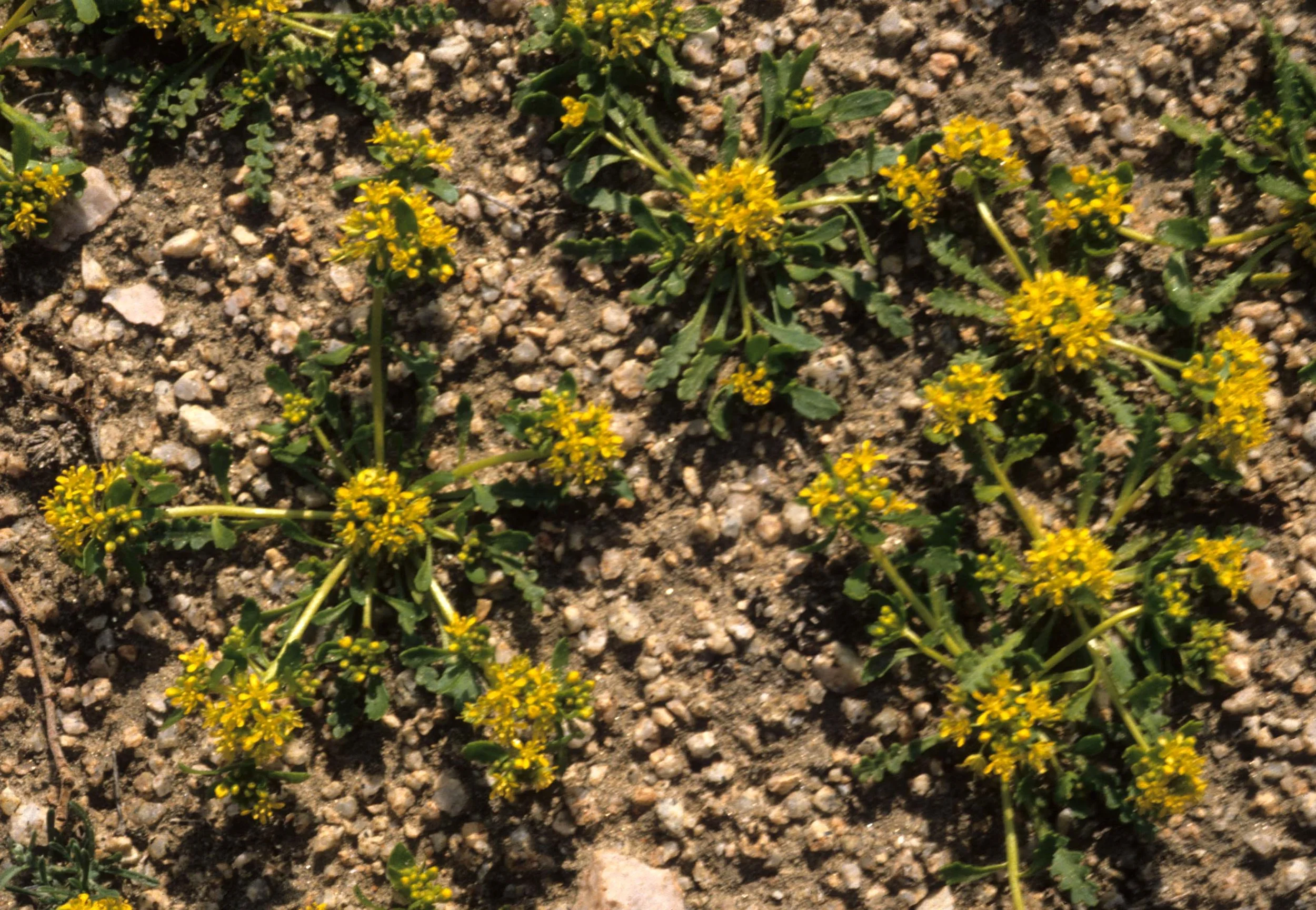 ANZA BORREGO - GOLDEN CARPET A.jpg