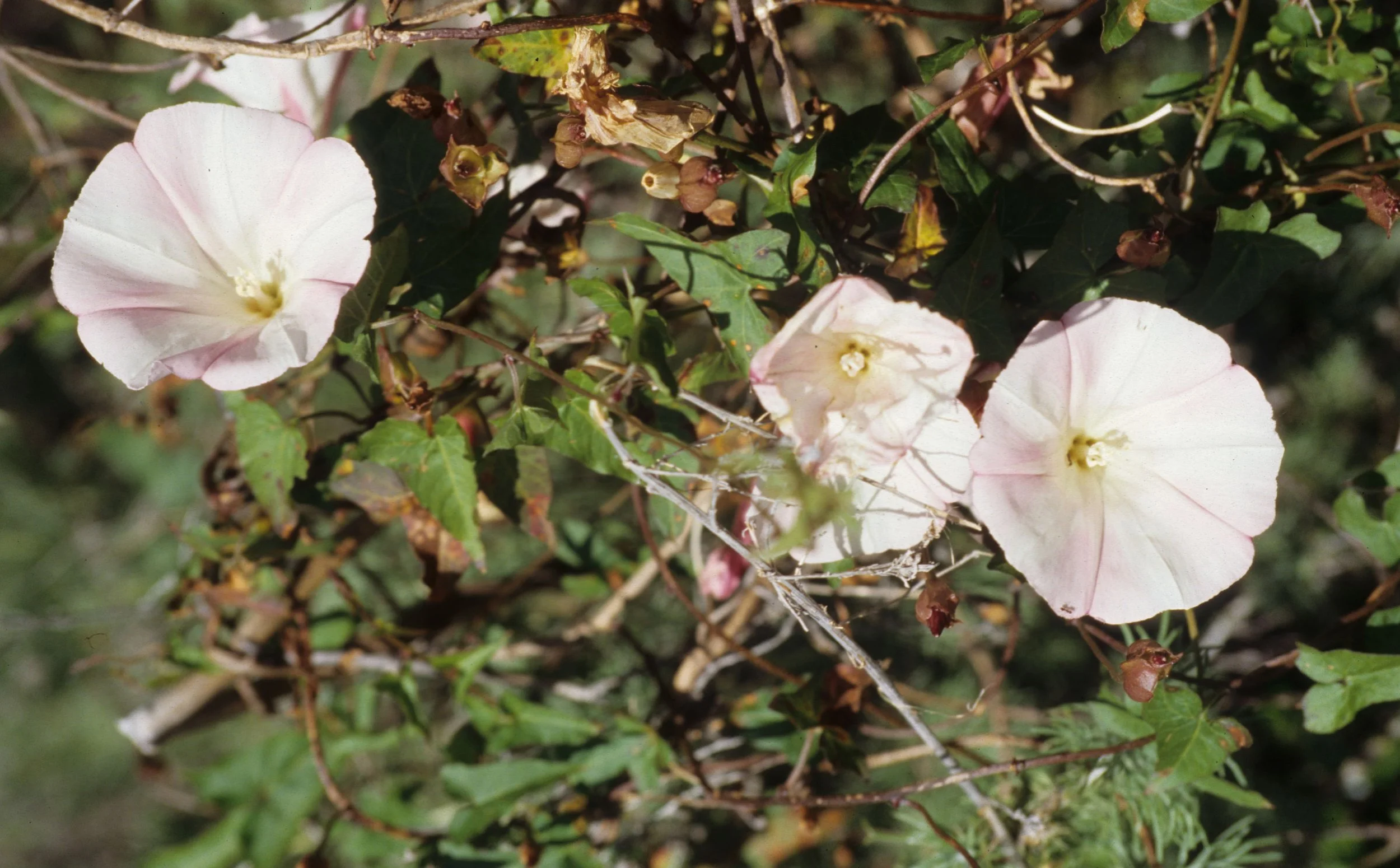 CALIFORNIA - BIG SUR - CALYSTEGIA MACROSTEGIA - MORNING GLORY.jpg