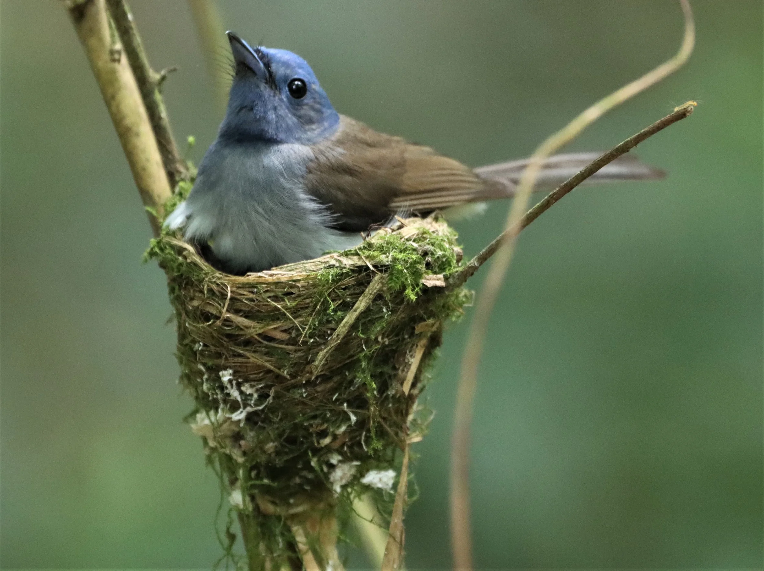 MONARCH - BLACK-NAPED MONARCH - NESTING FEMALE AT KAENG KRACHAN NP (6).jpg