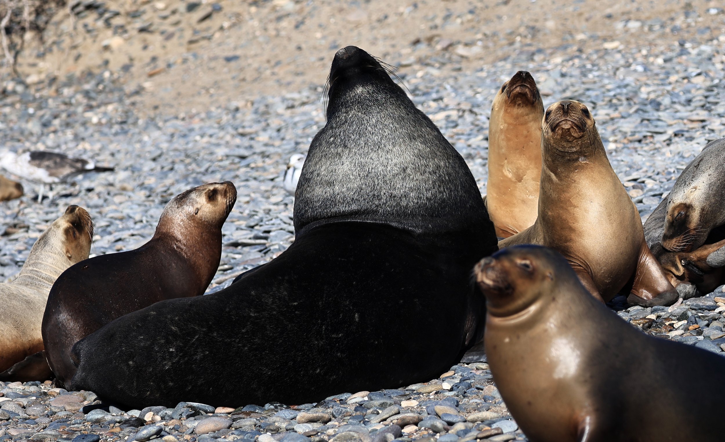 South American Sea Lion (Otaria flavescens) Puerto Rawson Argentina (60).jpg