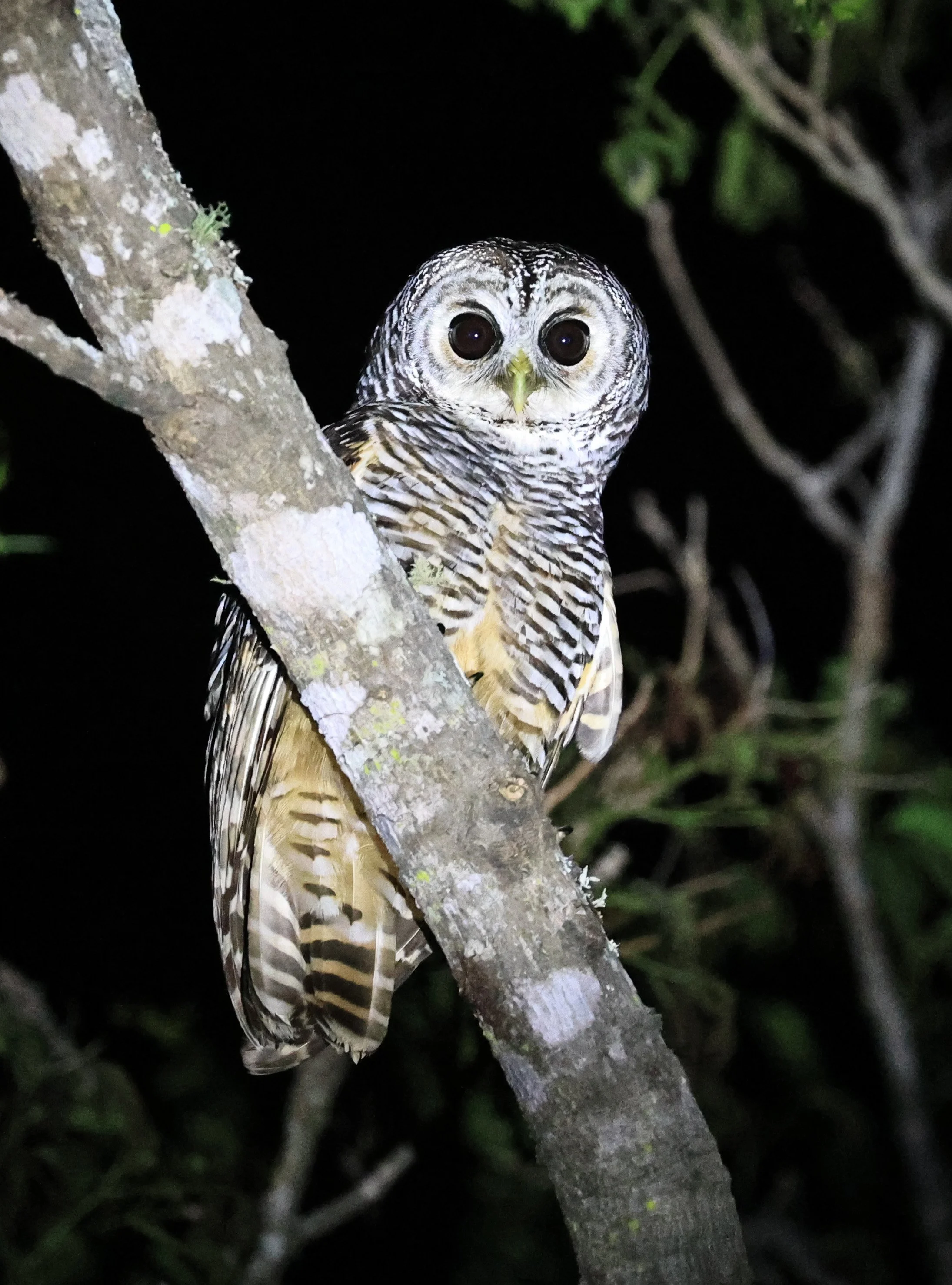 Chaco Owl (Strix chacoensis) Reserva Nueland  Selva Serena (34).jpg