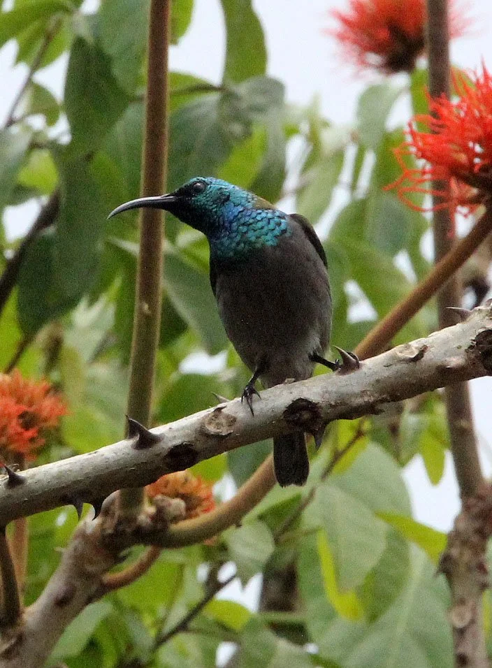 Purple-banded Sunbird - Cinnyris bifasciatus - KIBALE NATIONAL PARK UGANDA (7) - Copy.JPG