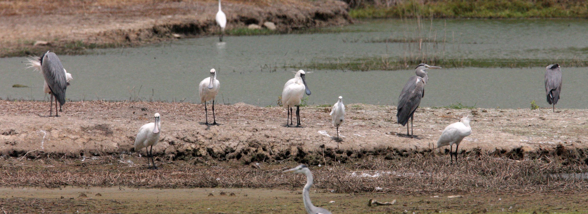 SPOONBILL - BLACK-FACED SPOONBILL - Platalea minor - MAI PO WETLANDS HONG KONG (85).JPG