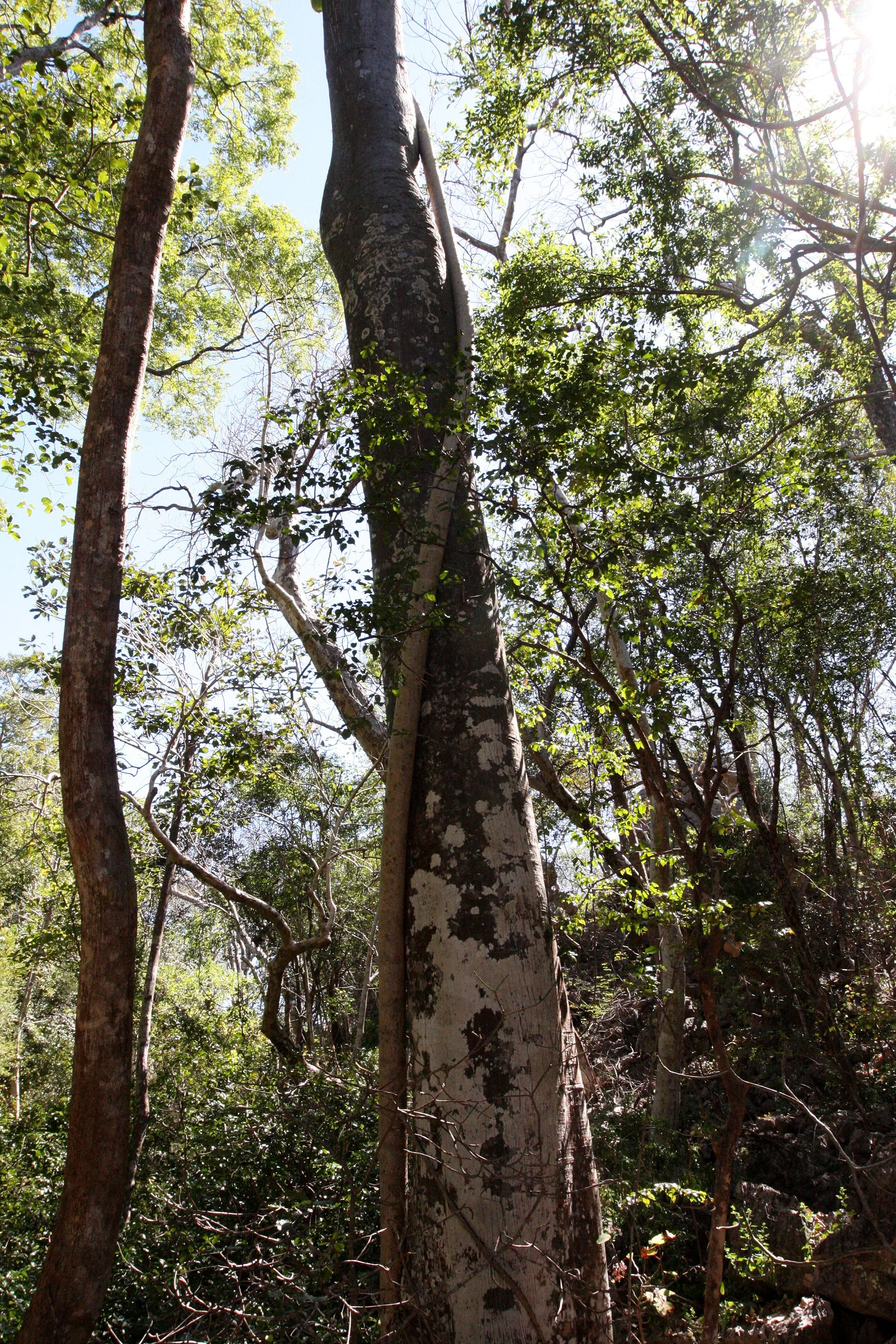 PLANT SPECIES - ANKARANA NATIONAL PARK MADAGASCAR (6).JPG