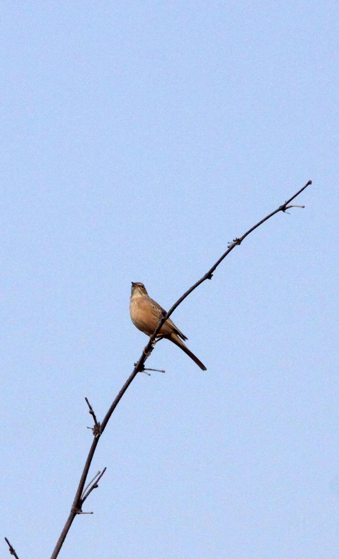 Tawny Pipit (Anthus campestris) BANDHAVGAR NATIONAL PARK INDIA (4).JPG