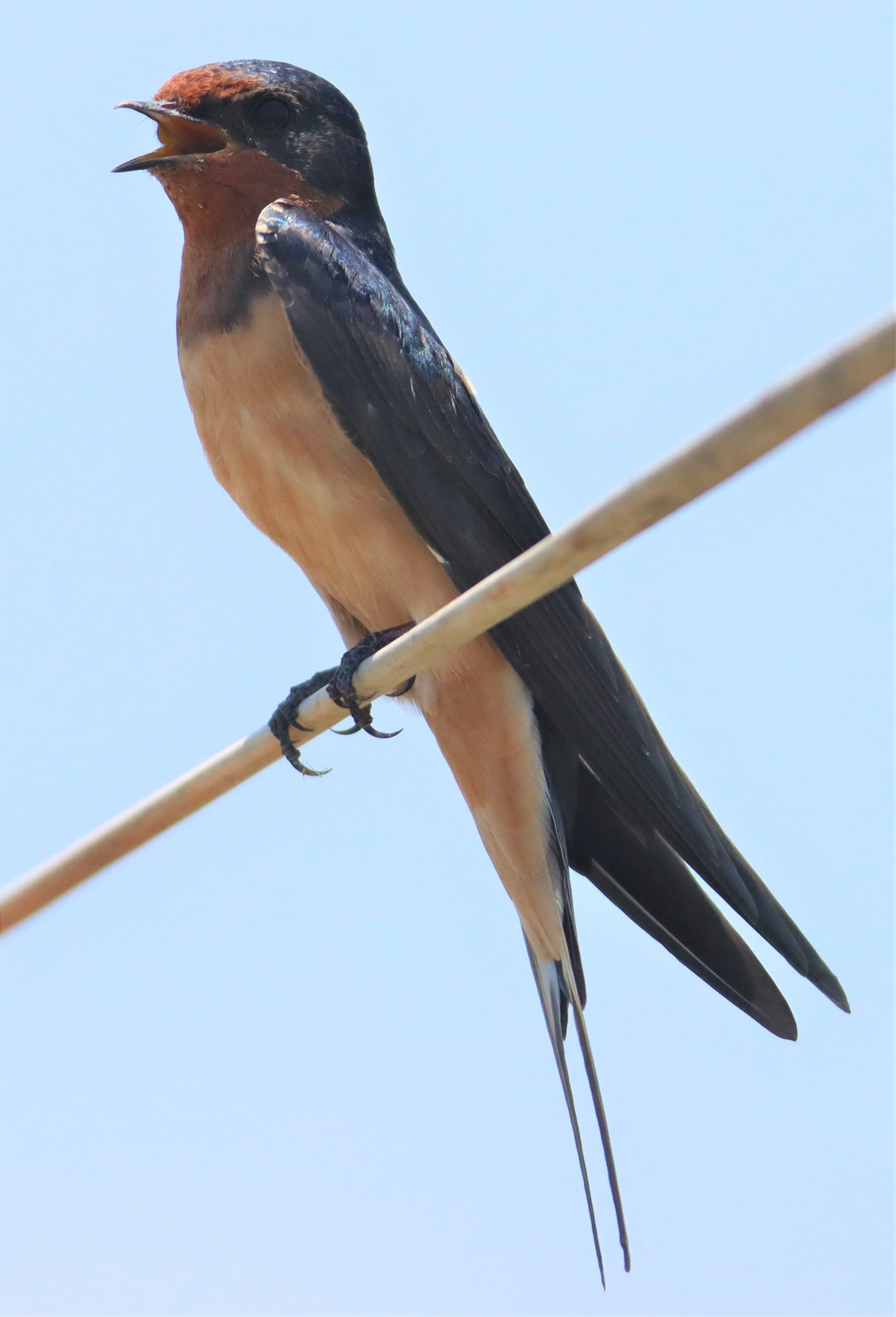 Barn Swallow (Hirundo rustica) Bang Khaem Wetlands Nakhon Pathom Thailand (12).jpg