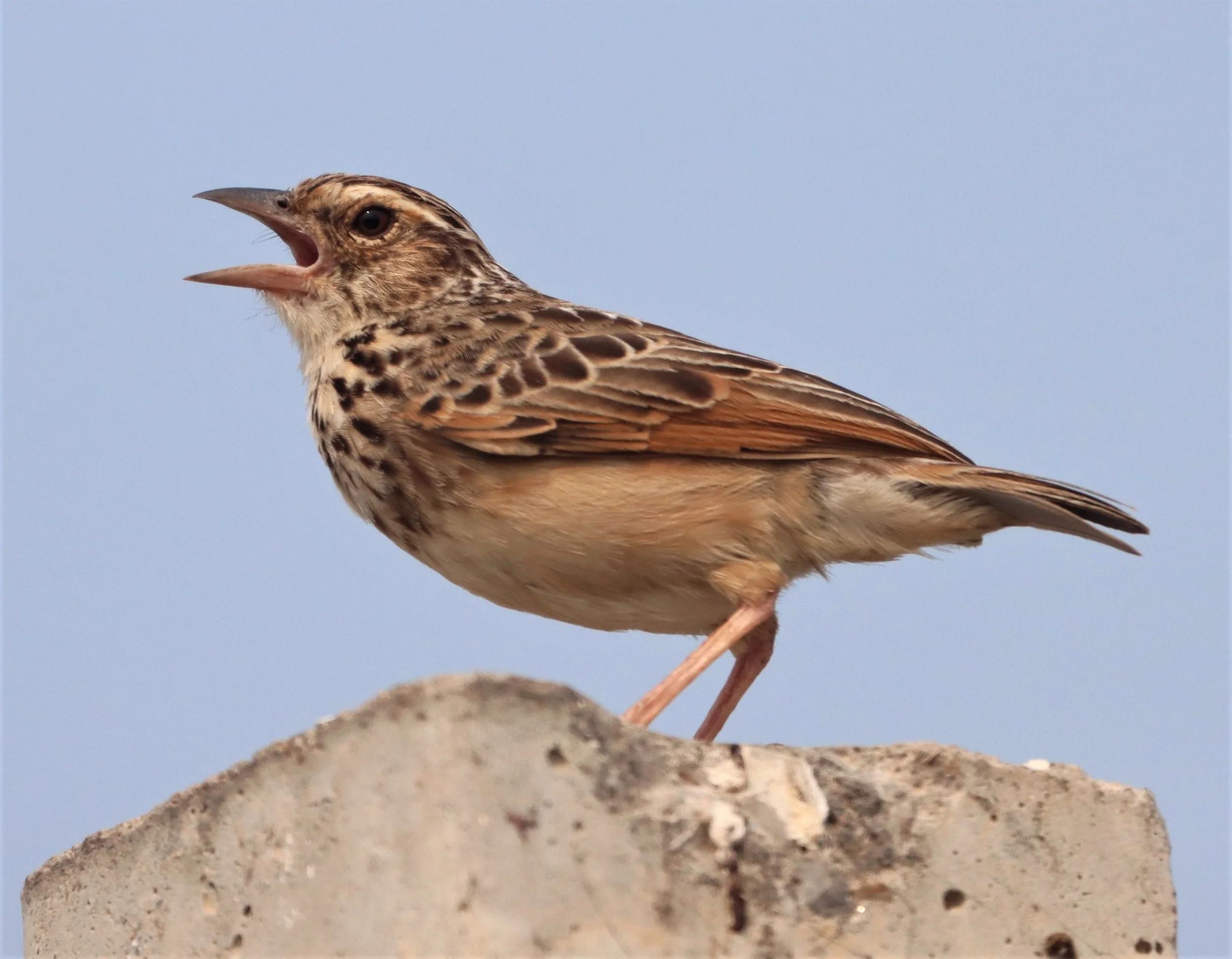 Indochinese Bushlark (Mirafra erythrocephala) Bang Khaem Wetlands Nakhon Pathom (4).jpg