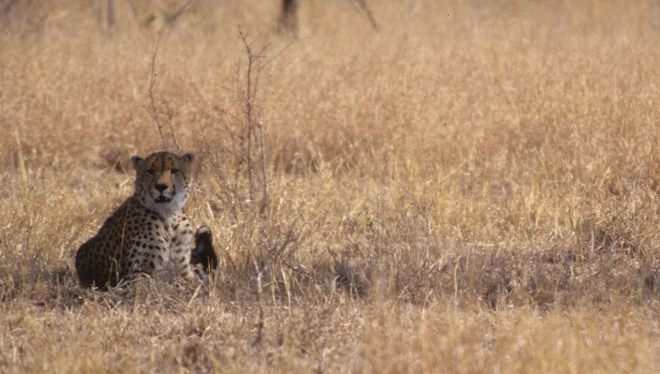 FELID - CHEETAH - KRUGER (23).jpg