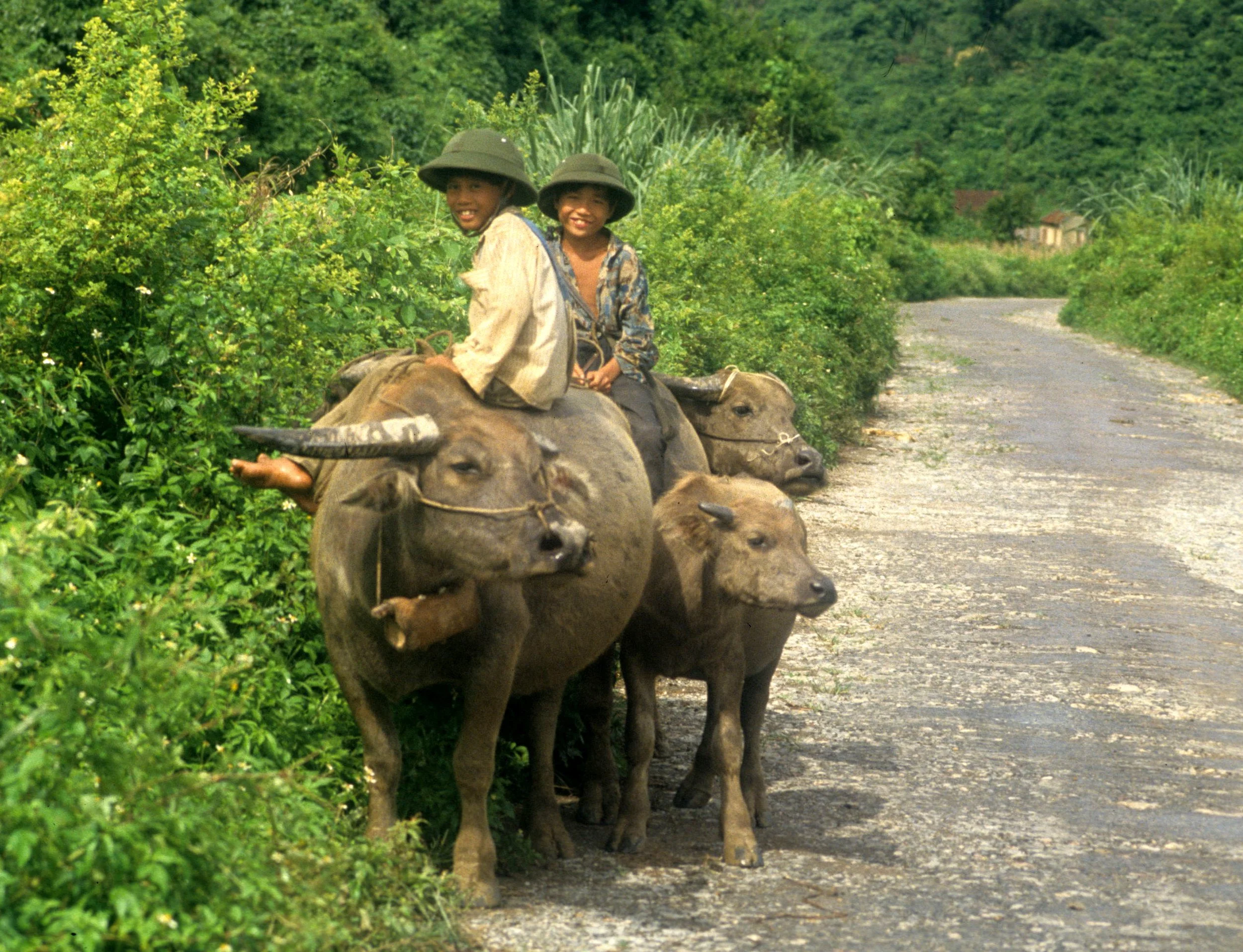 NORTH VIET NAM - BOYS ON BUFFALO.jpg