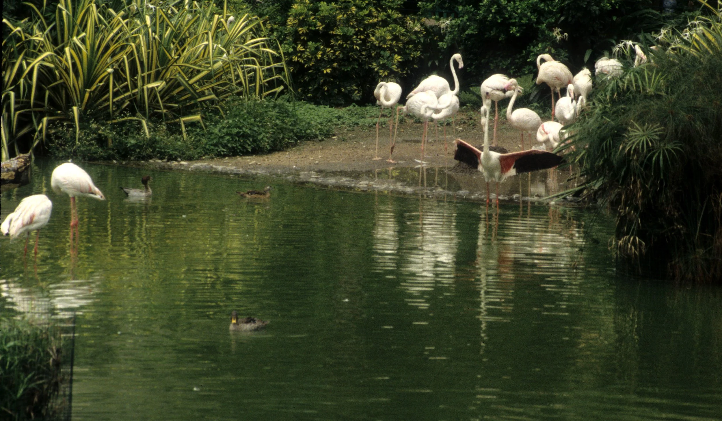 BIRD - FLAMINGO - CHENGDU CHINA.jpg