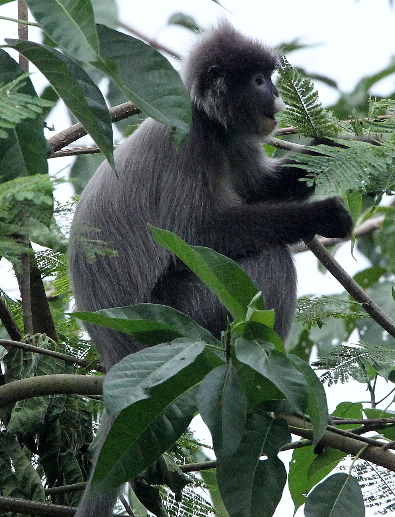 CERCOPITHECIDAE - Trachypithecus crepusculus - INDOCHINESE GRAY LANGUR - HUAI KHA KHAENG WILDLIFE RESERVE - KHAO BAN DAI STATION - THAILAND (27).JPG