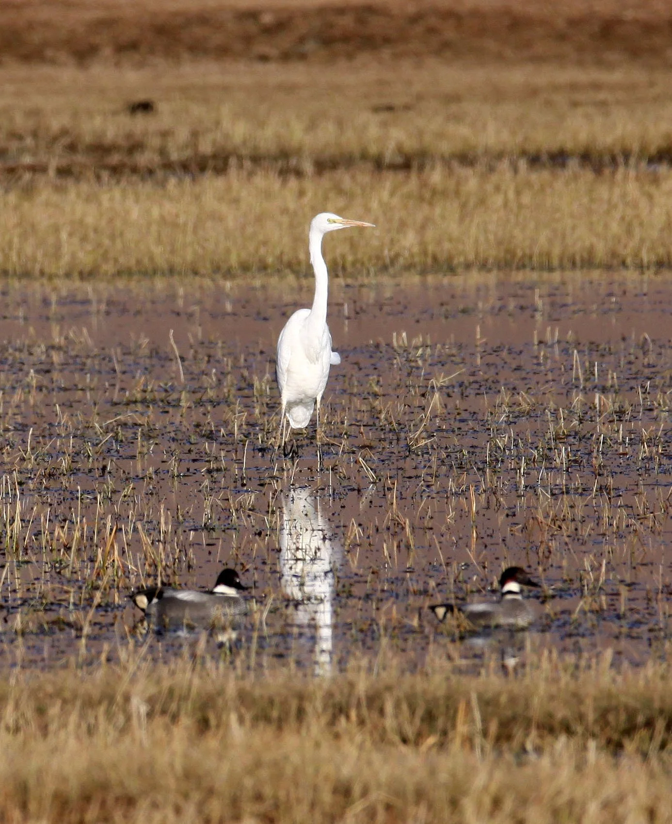 EGRET - EASTERN GREAT EGRET - Ardea (alba) modesta - NAPAHAI WETLANDS YUNNAN CHINA (11).JPG