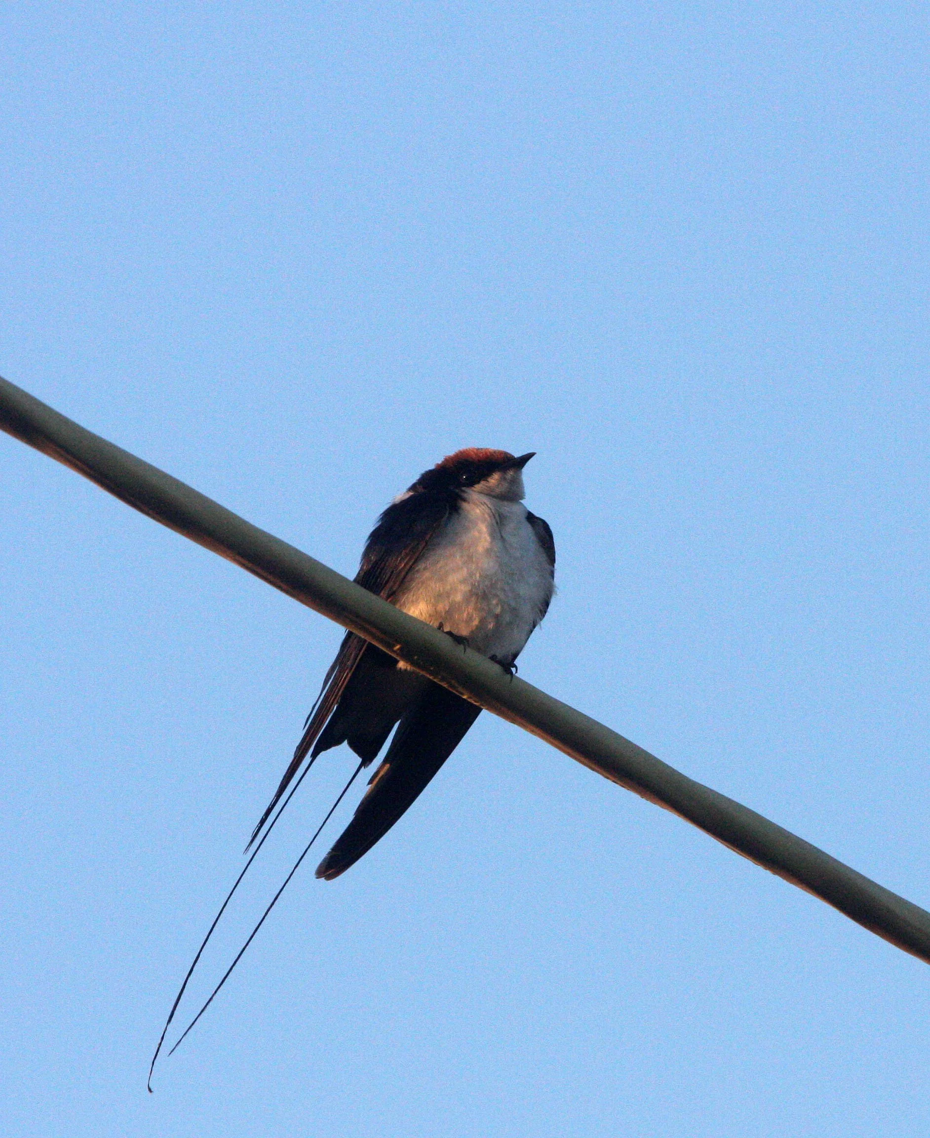 Wire-tailed Swallow (Hirundo smithii) Rann of Kutch Gujarat India (4).JPG
