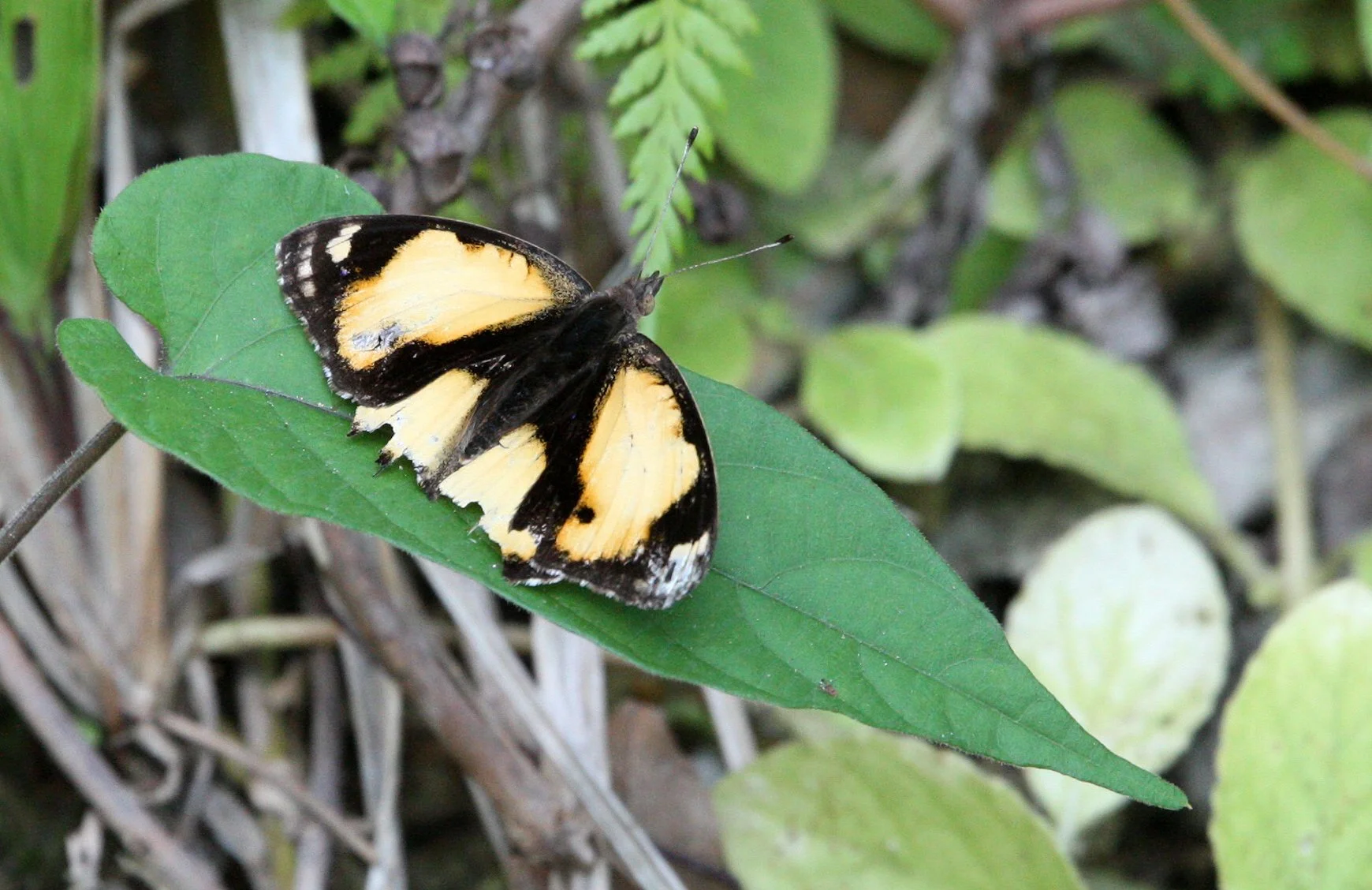 Nymphalidae - Junonia hierta - Koh Lanta, Thailand 
