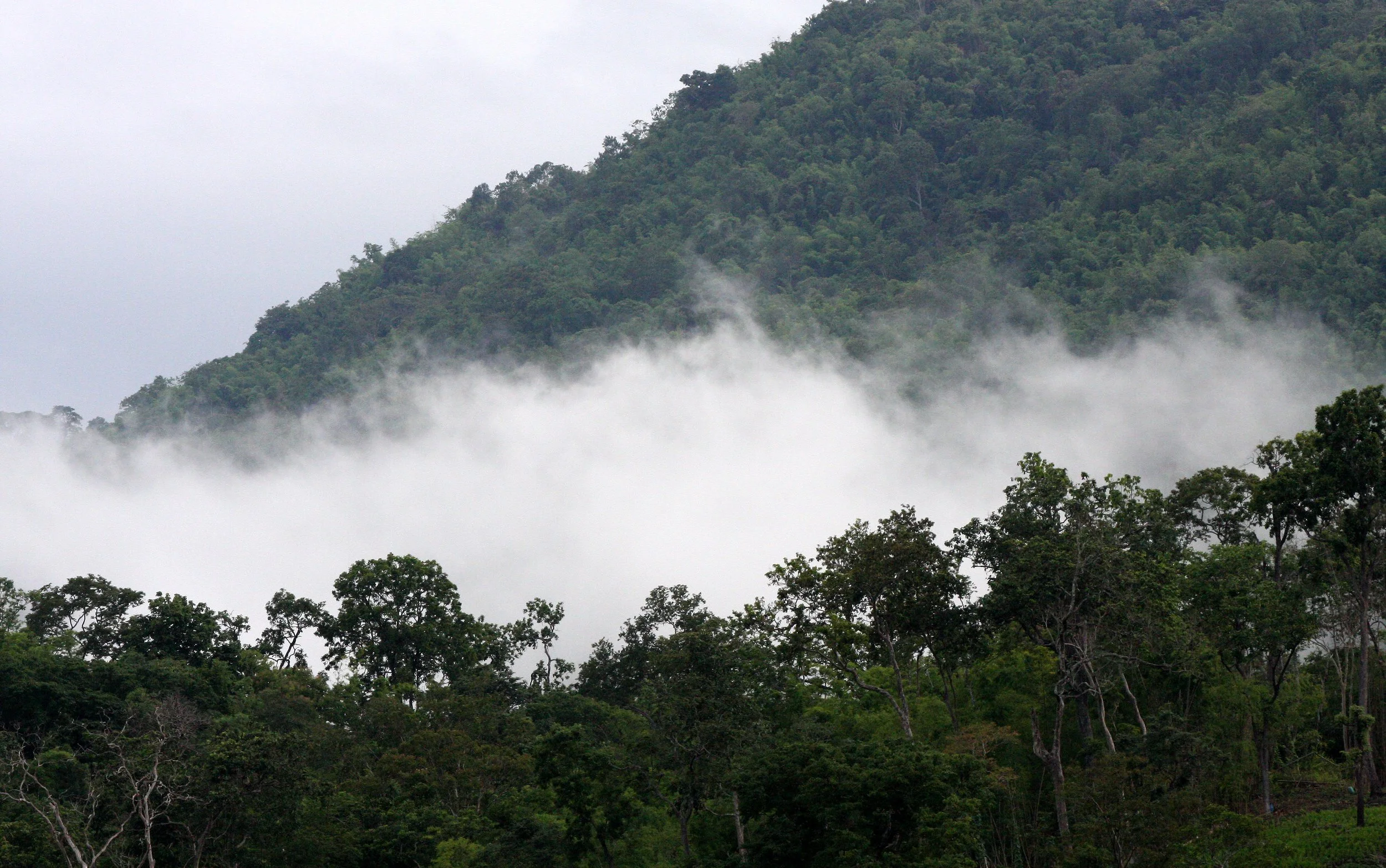 HUAI KHA KHAENG WS - FOREST SCENES (3).JPG