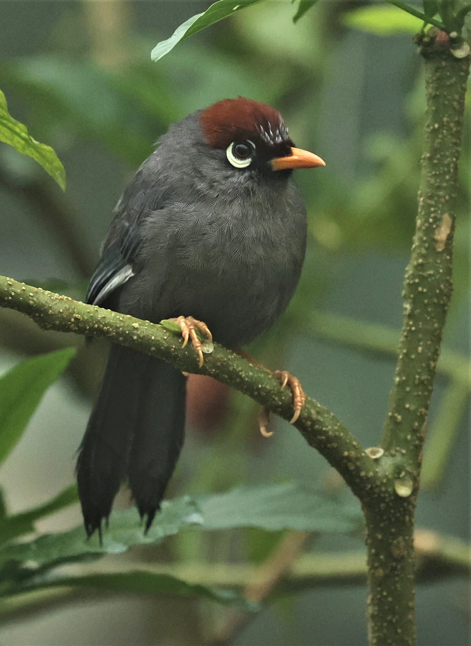 Pterorhinus mitratus - CHESTNUT-CAPPED LAUGHINGTHRUSH - FRASER'S HILL RAUB DISTRICT PAHANG MALAYSIA (37).jpg