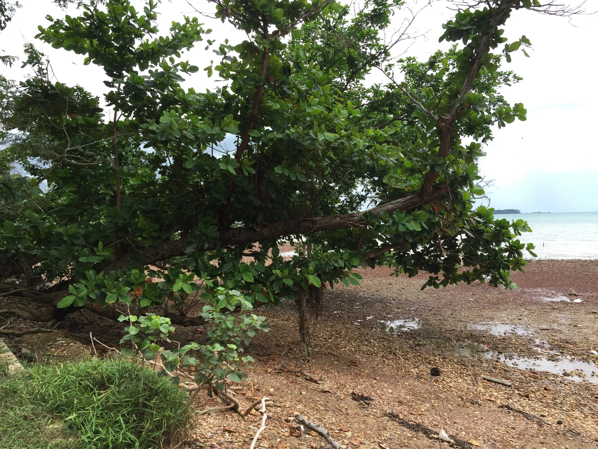 2015 Koh Lanta Garden & Nature (199).JPG