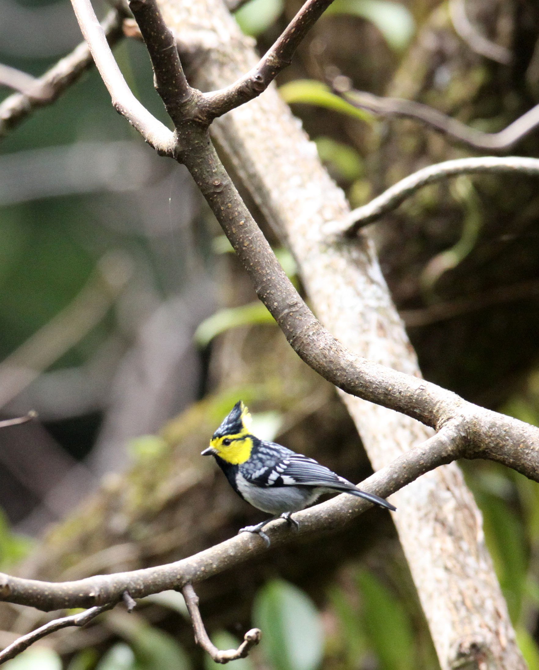 Yellow-cheeked Tit (Machlolophus spilonotus) Wuliangshan Nature Reserve, Yunnan China (6).JPG