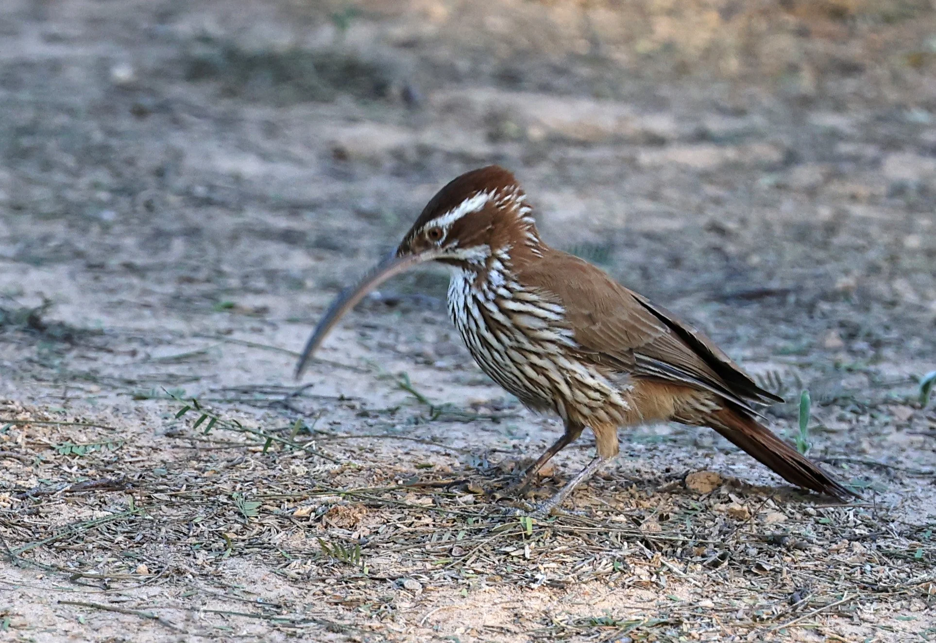 Scimitar-billed Woodcreeper (Drymornis bridgesii) Hotel Iparoma Campestre Paraguay (17).jpg