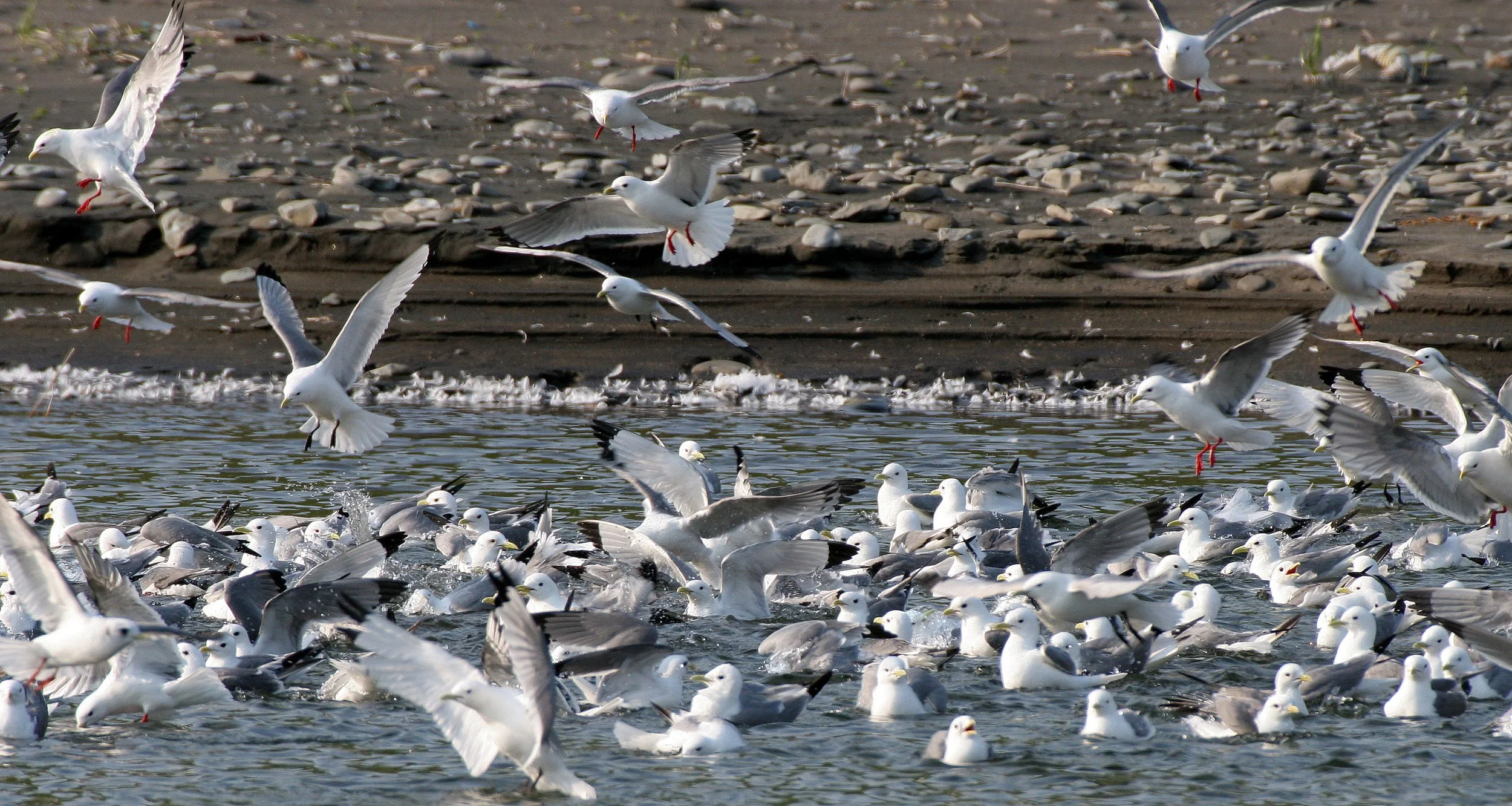 BIRD - KITTIWAKE - RED-LEGGED - COMMANDORSKY (12).jpg
