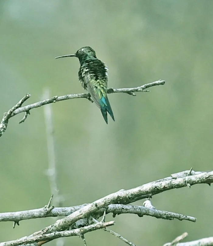 Blue-tufted Starthroat (Heliomaster furcifer) Selva Serena Natural Reserve Paraguay