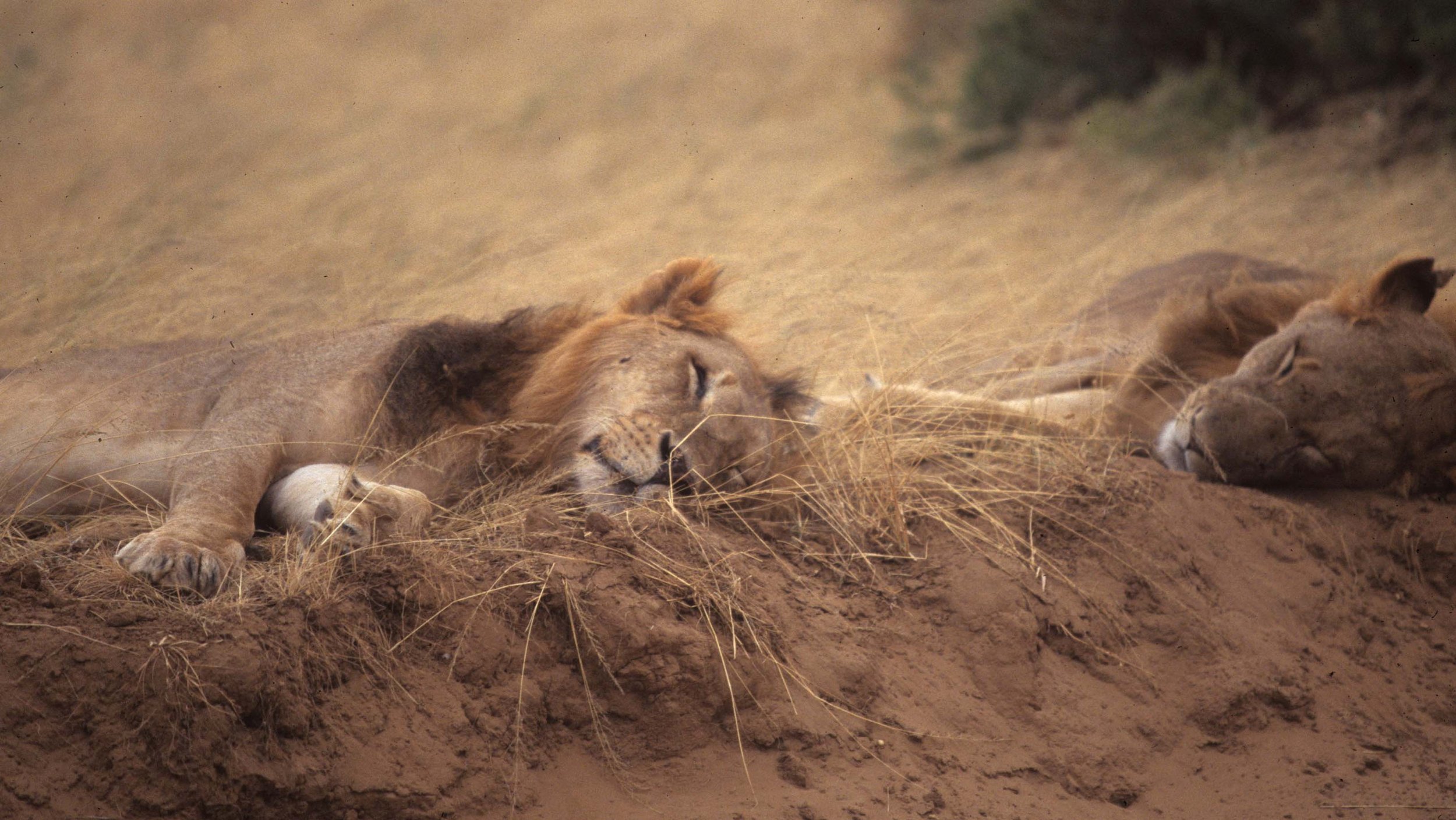 FELID - LION - SHABA (8).jpg