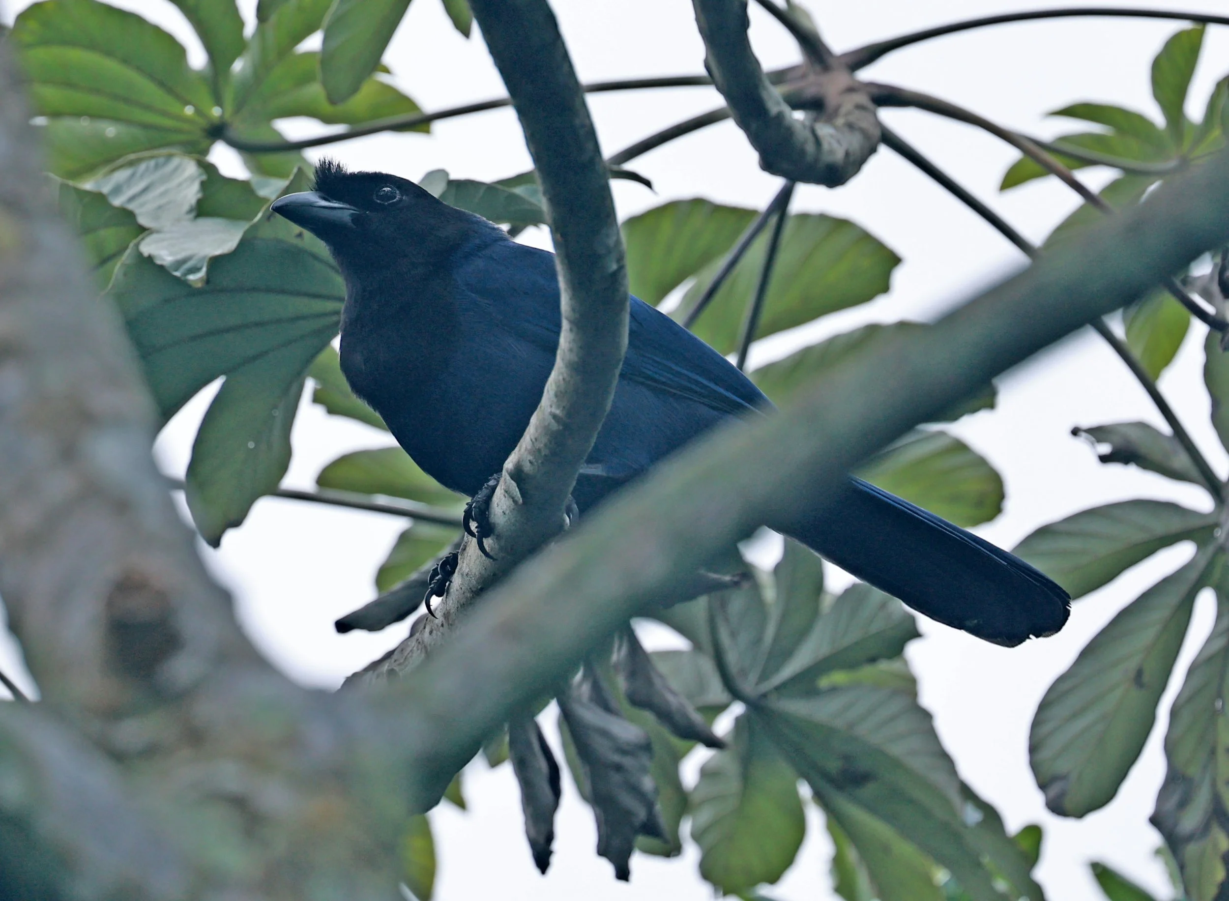 Azure Jay (Cyanocorax caeruleus) Superagui National Park, Brazil (13).jpg