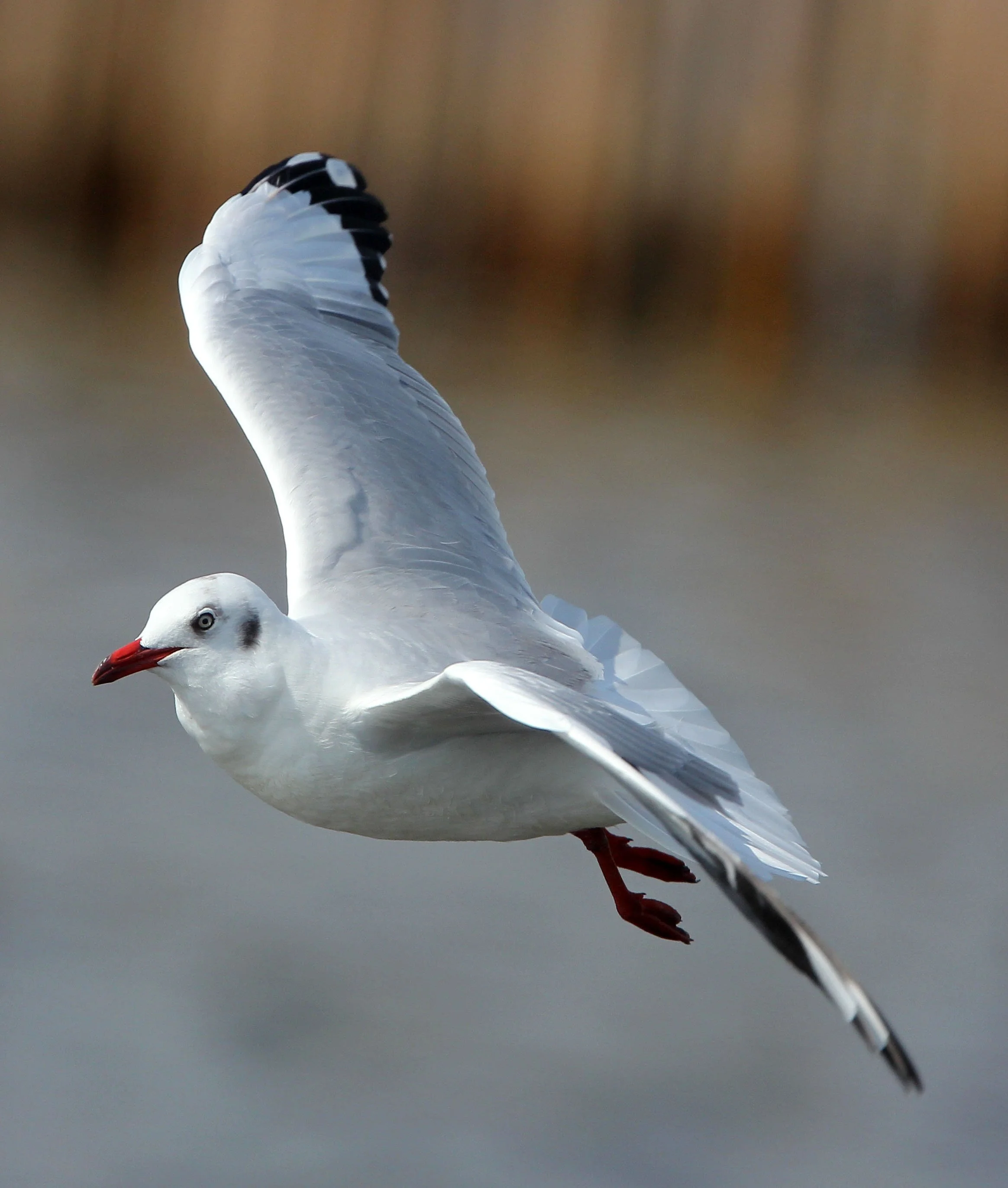 BIRD - GULL - BROWN HEADED GULL - BANG PU NATURE RESERVE THAILAND (8).JPG