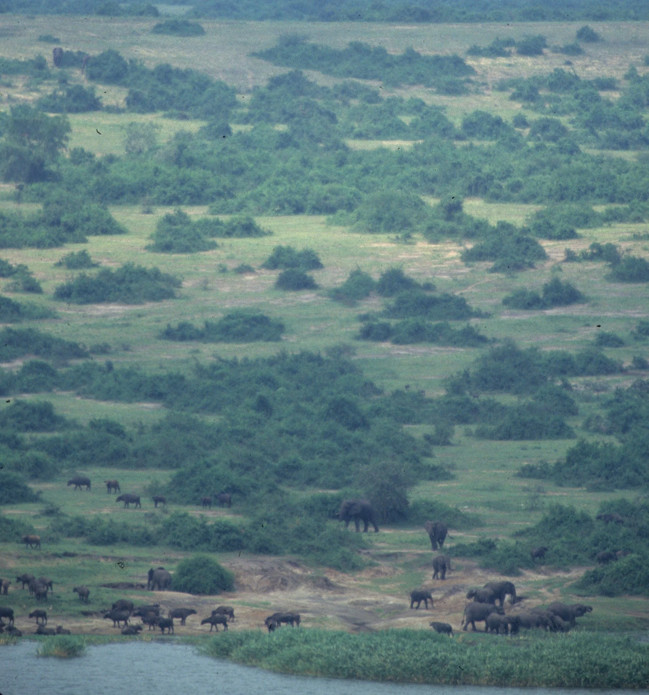 ELEPHANT - UGANDA 14.jpg