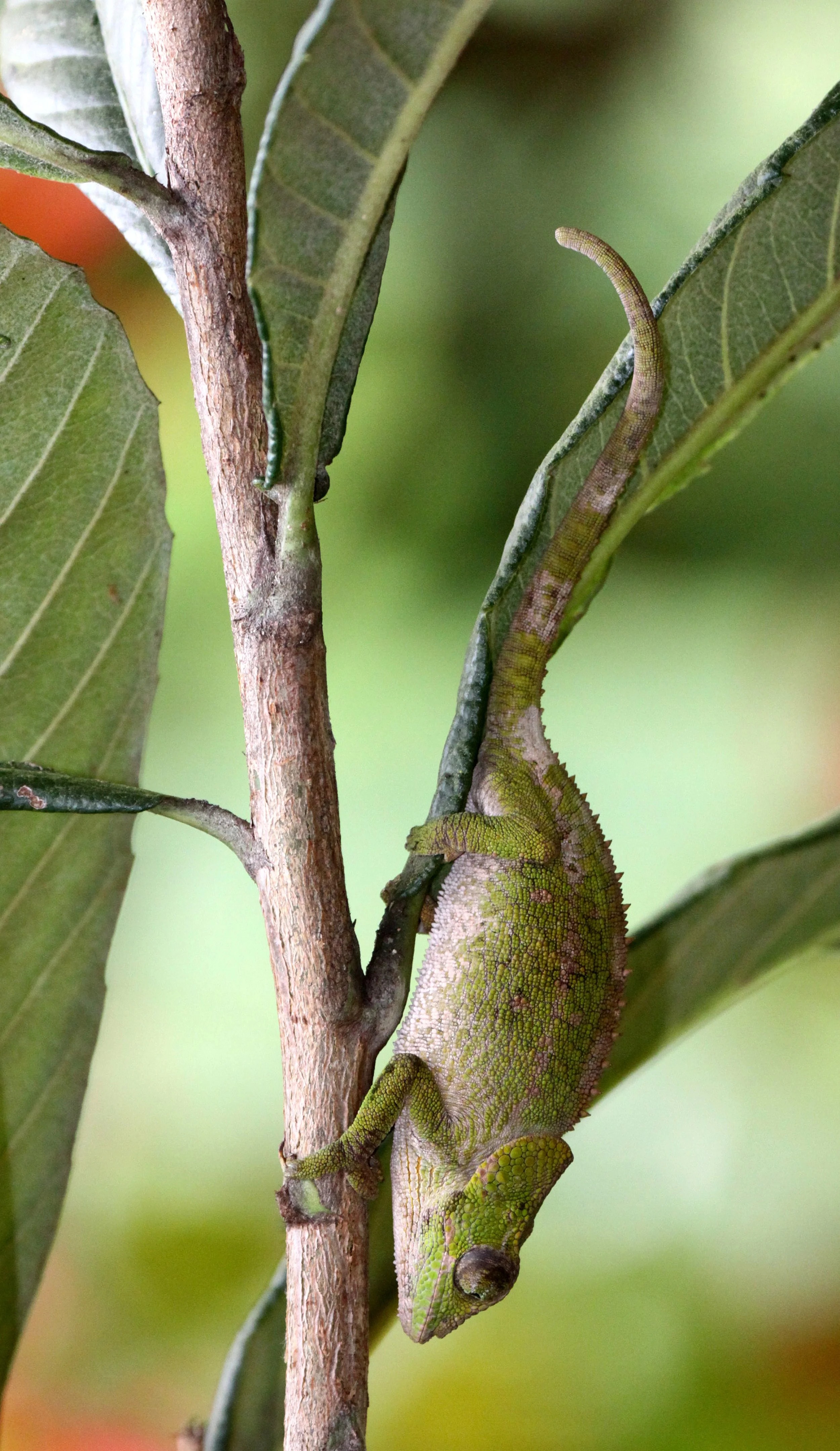 Calumma malthe - GREEN-EARED CHAMELEON - MANTADIA NATIONAL PARK MADAGASCAR (3).JPG