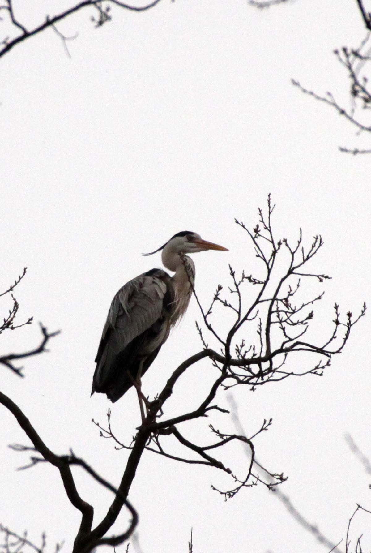 HERON - GREY HERON -  Ardea cinerea - YANG COUNTY CHINA (9).JPG