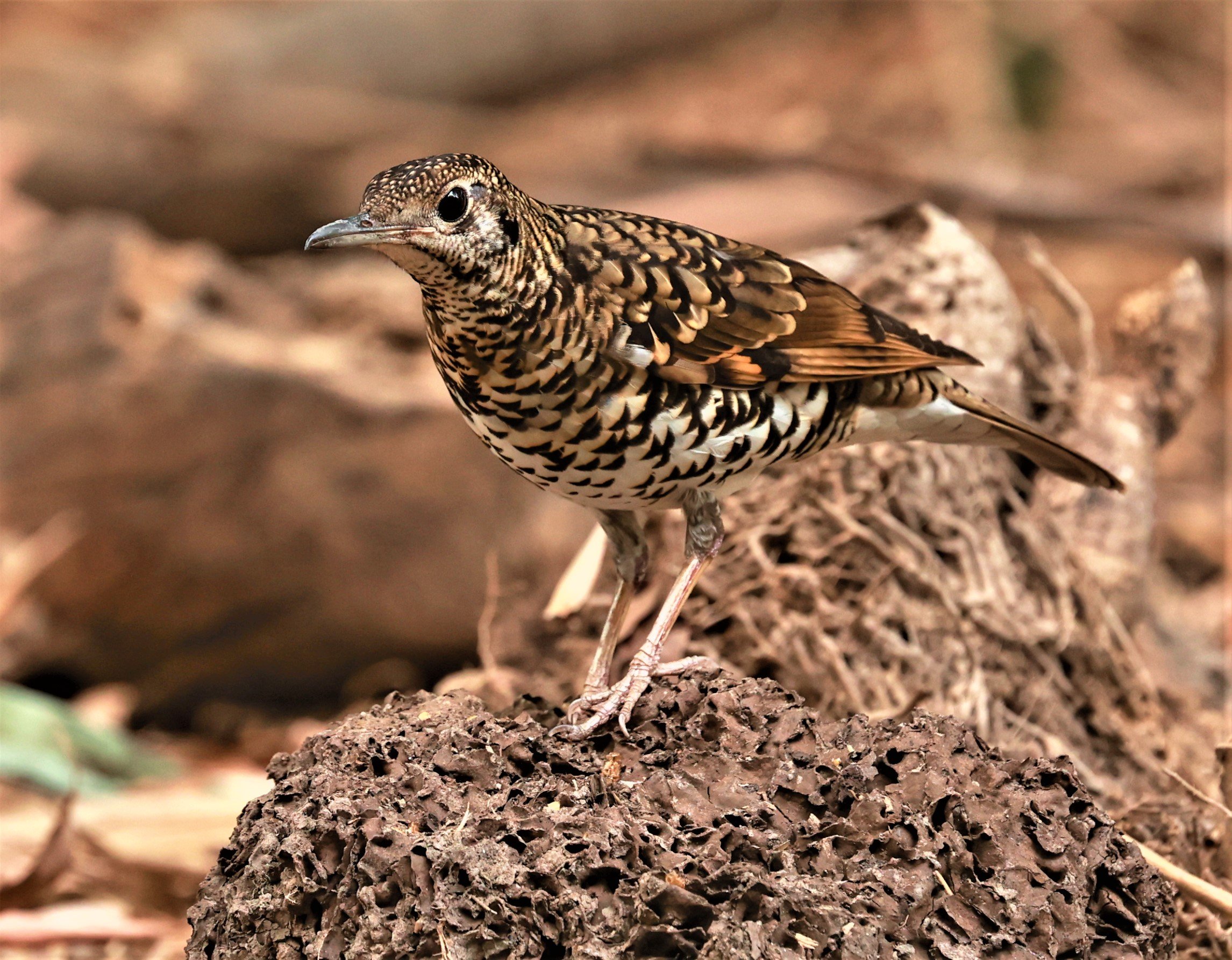 White's Thrush (Zoothera aurea) Putthamonthon Park Nakhon Pathom Thailand (15).jpg