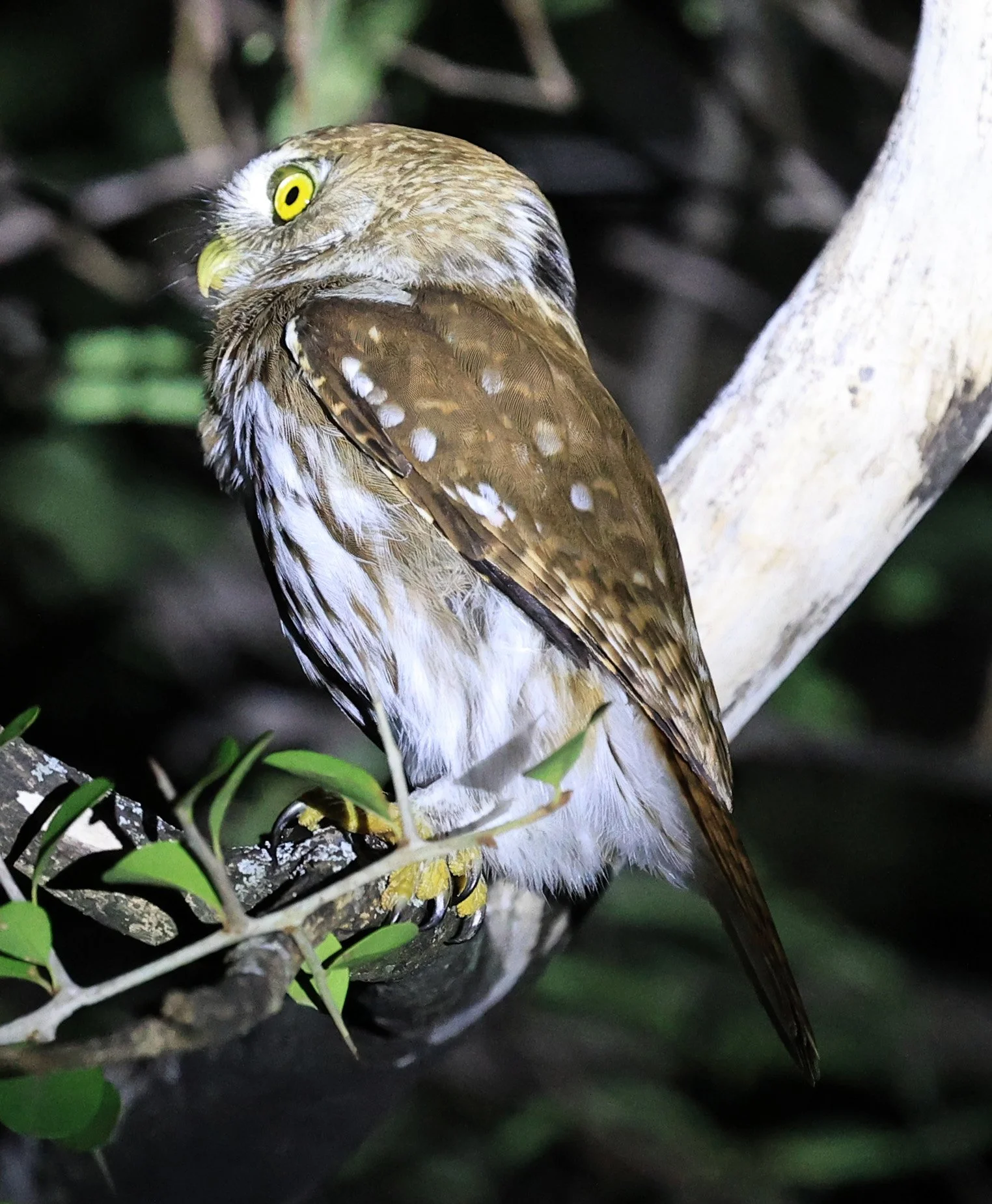 Ferruginous Pygmy-Owl (Glaucidium brasilianum) Reserva Nueland  Selva Serena (32).jpg