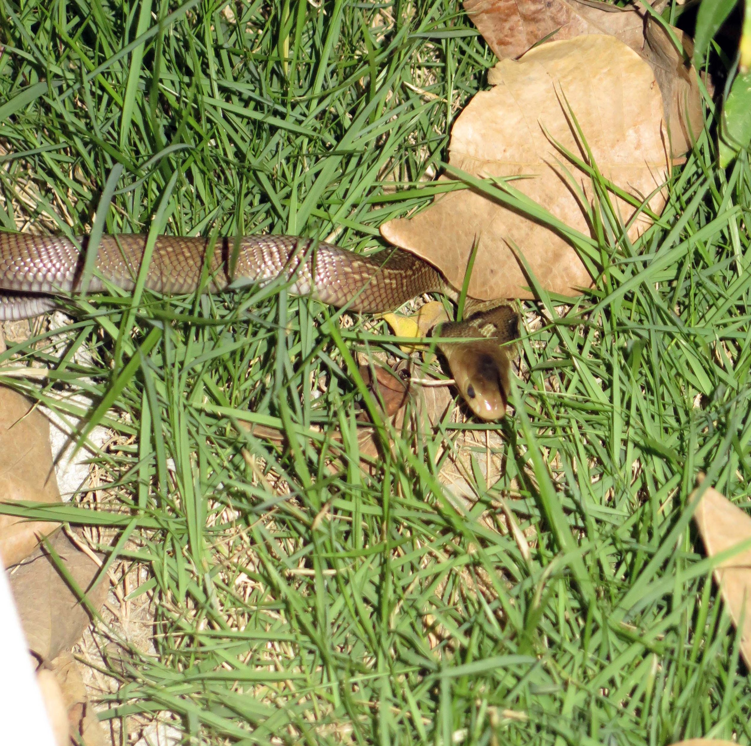 Monocoled Cobra (Naja kaothia) Nonthaburi, Thailand