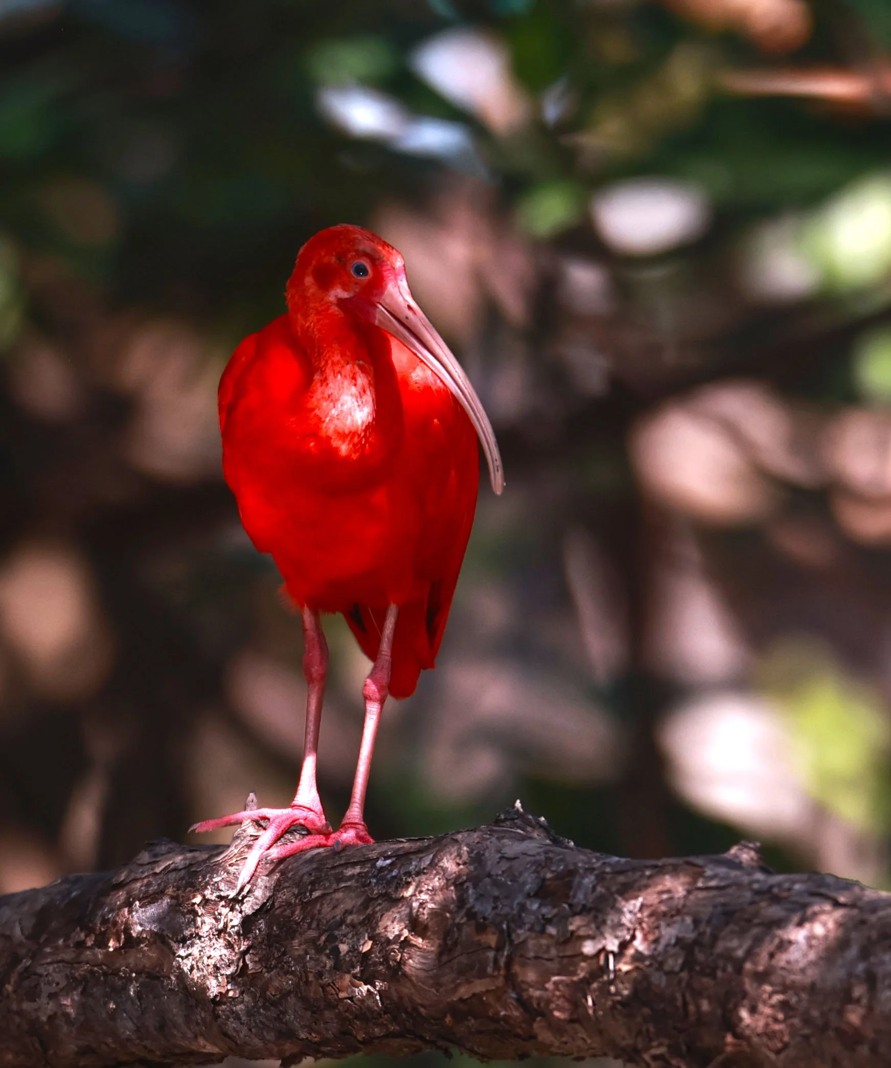 Ibis - Scarlet Ibis - Eudocimus ruber - 29 Songkaow Cafe, Chachoengsao Thailand (346).jpg